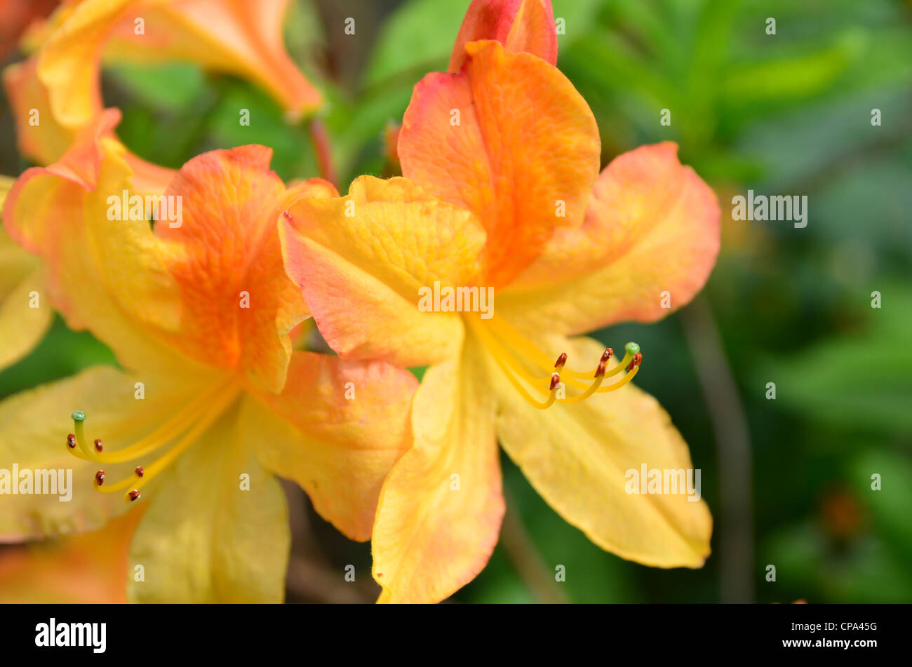 detail of orange flower of Azalea mollis Stock Photo