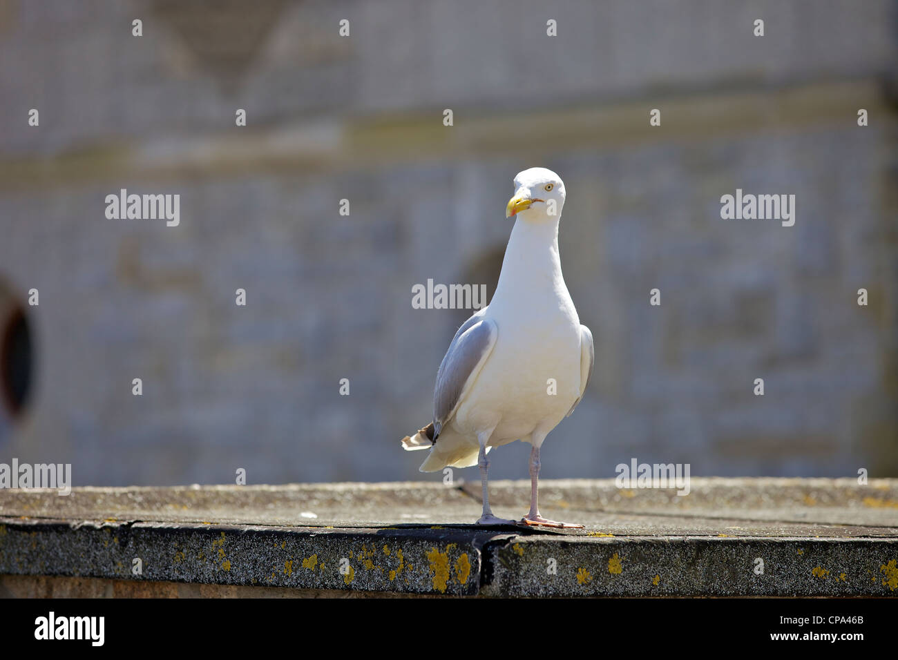 Seagull deterrent cornwall