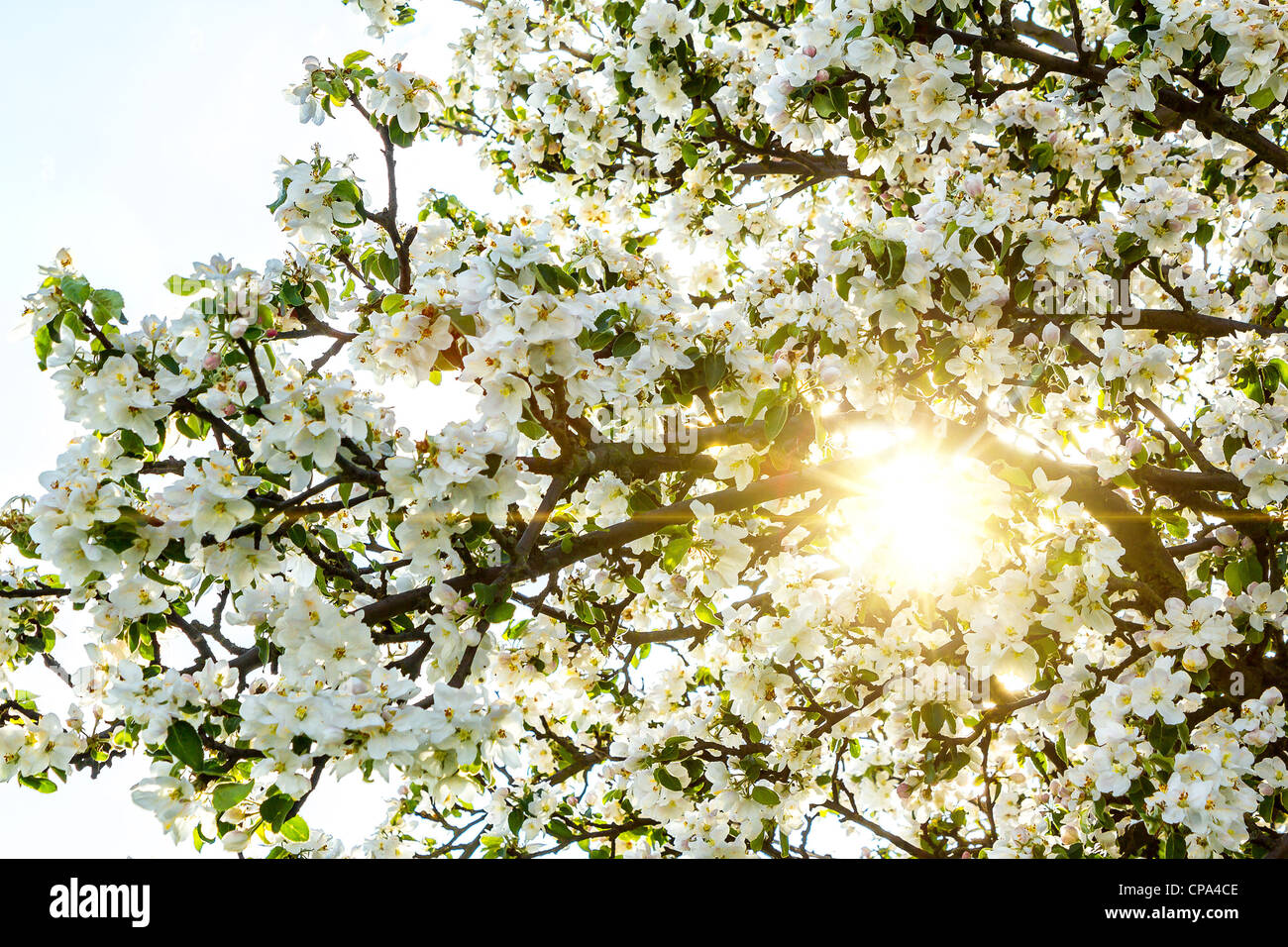 Blossoming tree in spring with sunlight Stock Photo: 48166174 - Alamy