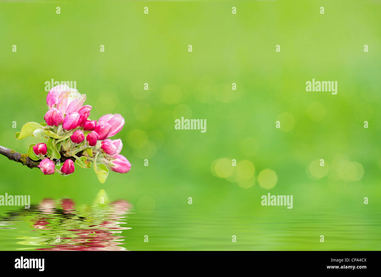 Spring Reflection Background Green spring background with shallow focus bokeh and reflection Stock ...
