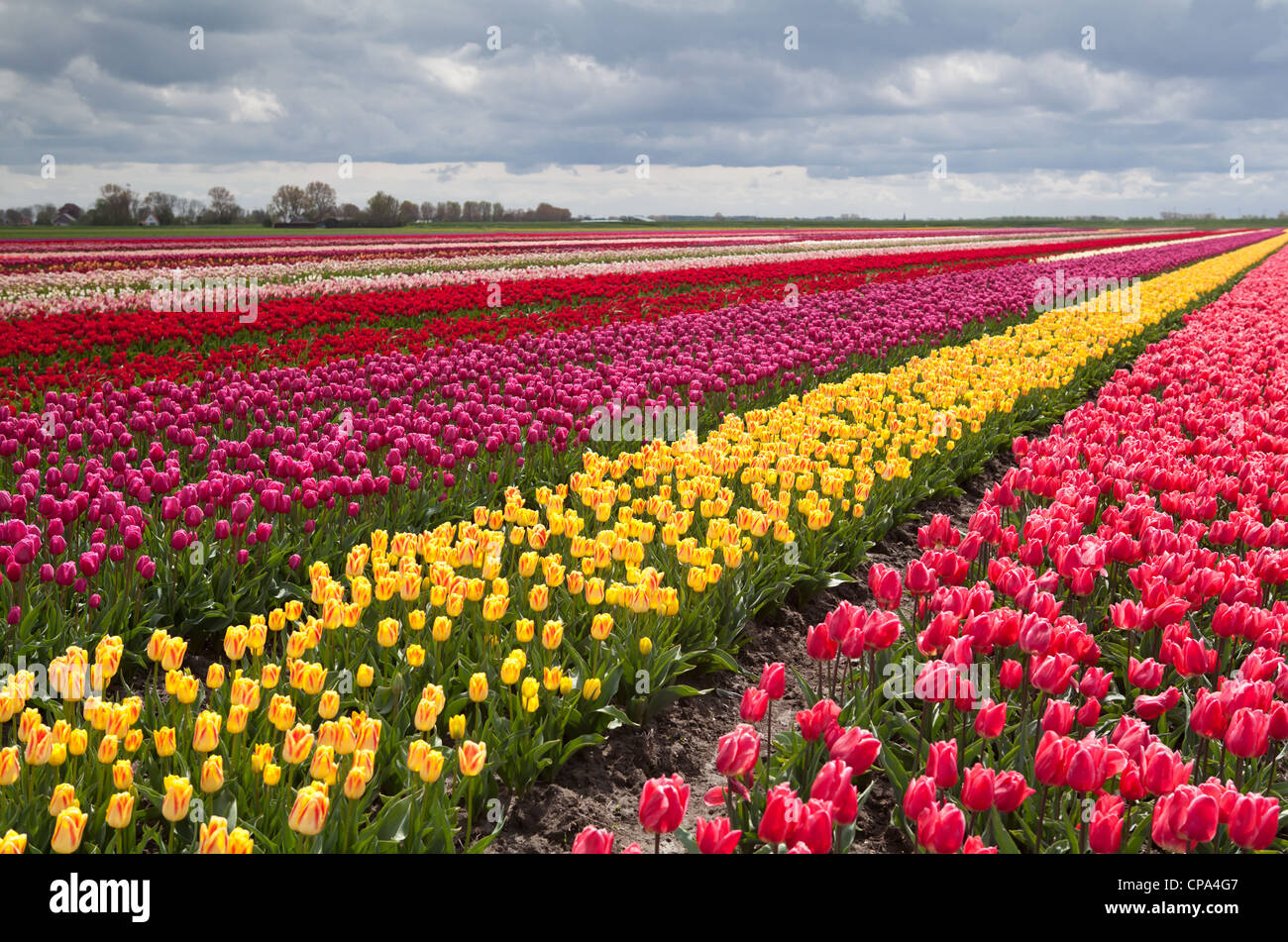 rows with colorful tulips as typical agriculture in Holland Stock Photo ...