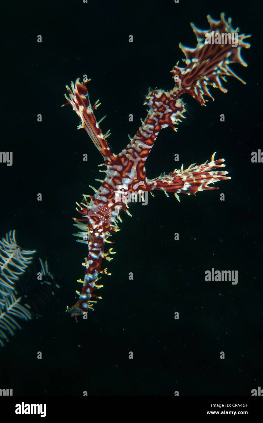 Ornate ghost pipefish (Solenostomus paradoxus) in the Lembeh Straits of indonesia Stock Photo