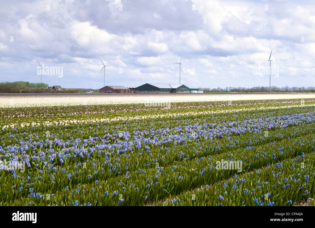 big field of blue and white hyacinth in North Holland Stock Photo