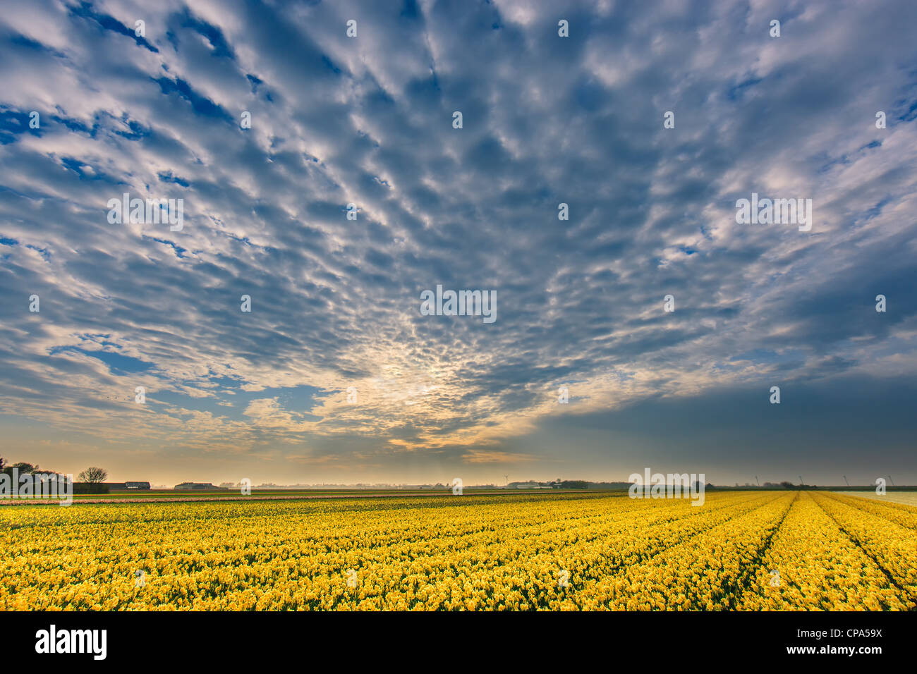 Dutch bulb and flowers fields during the spring in the Netherlands