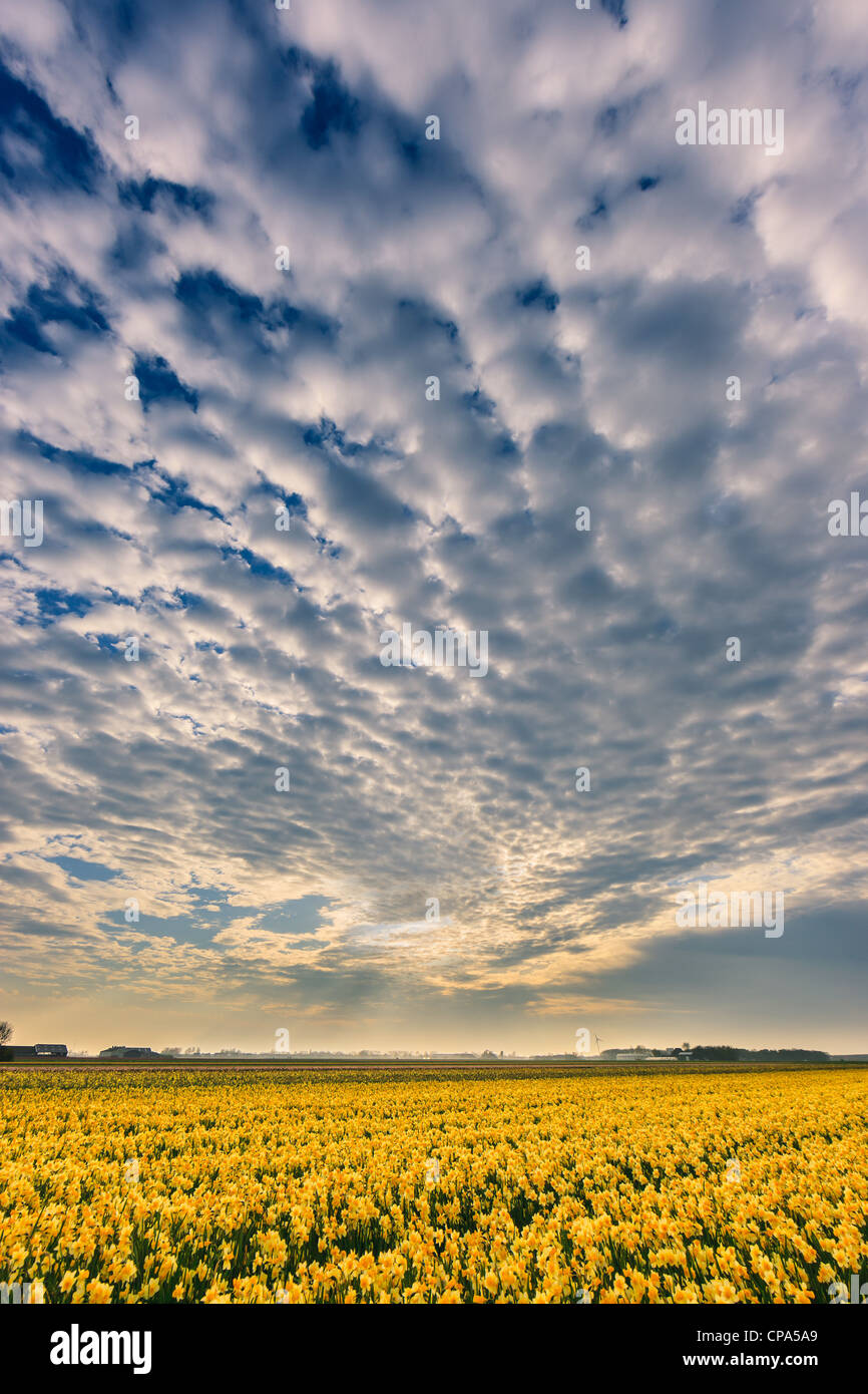 Dutch bulb and flowers fields during the spring in the Netherlands Stock Photo