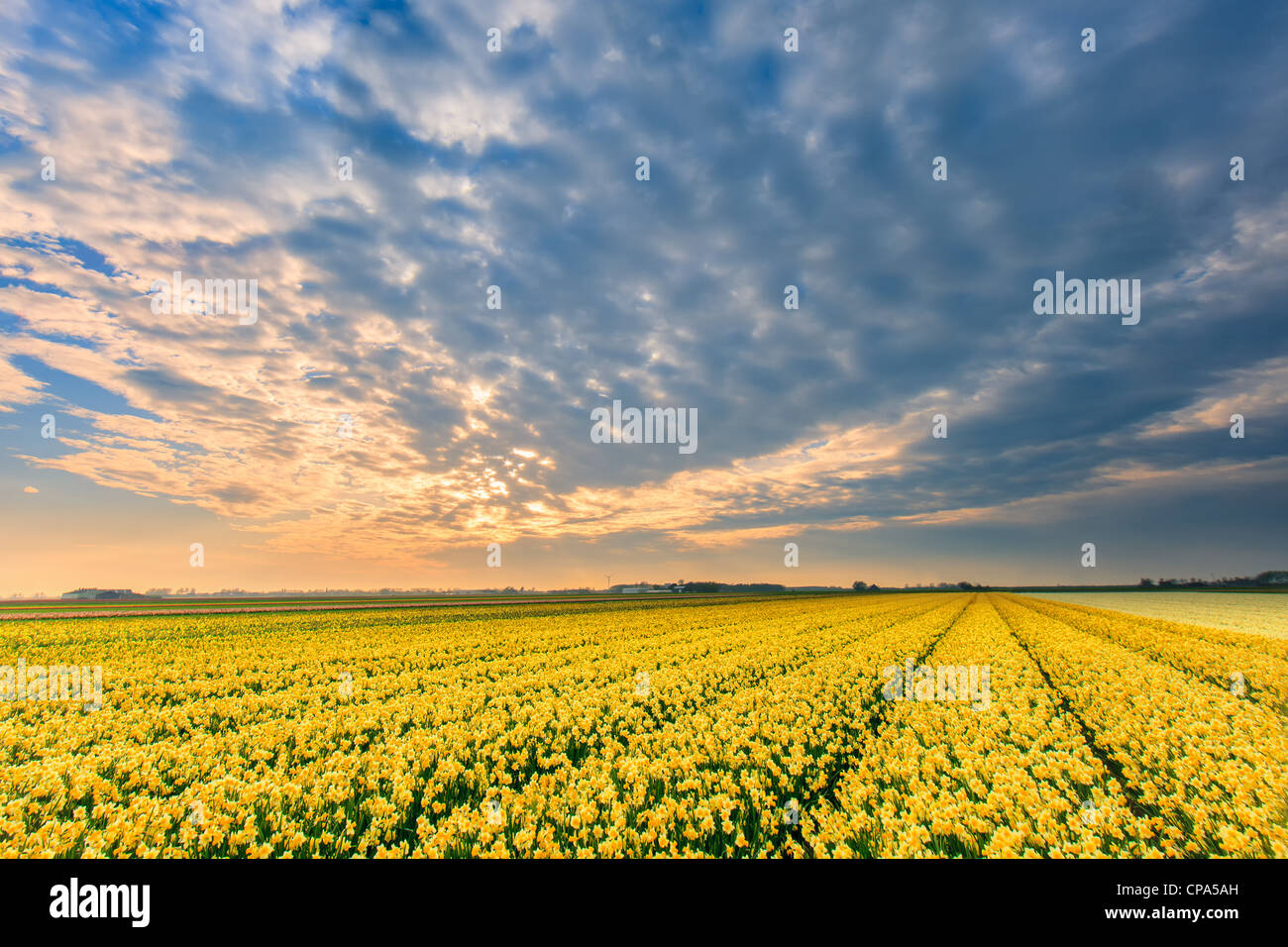 Dutch bulb and flowers fields during the spring in the Netherlands
