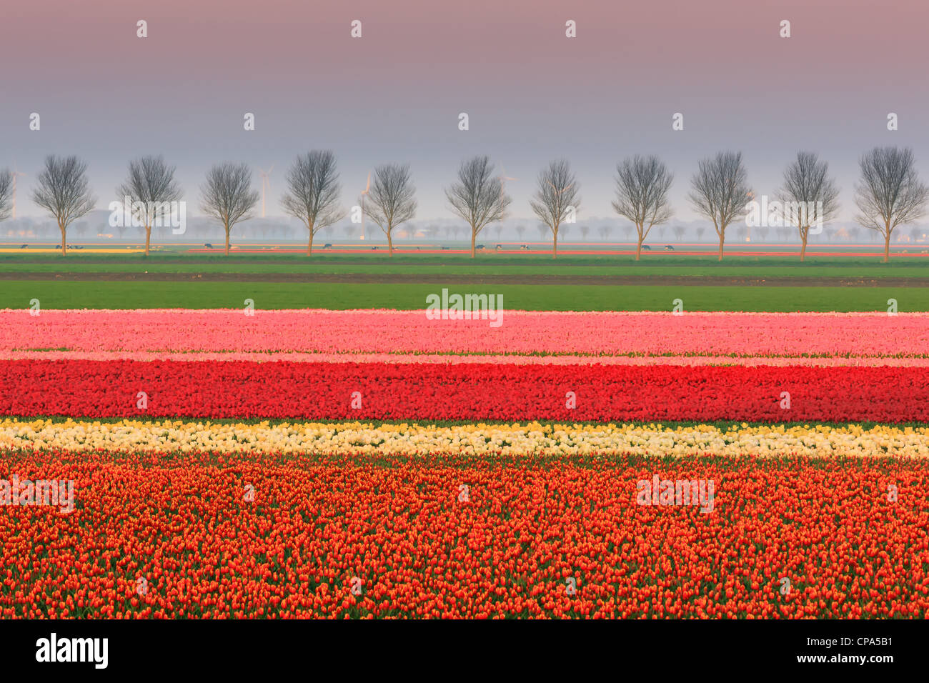 Dutch bulb and flowers fields during the spring in the Netherlands Stock Photo