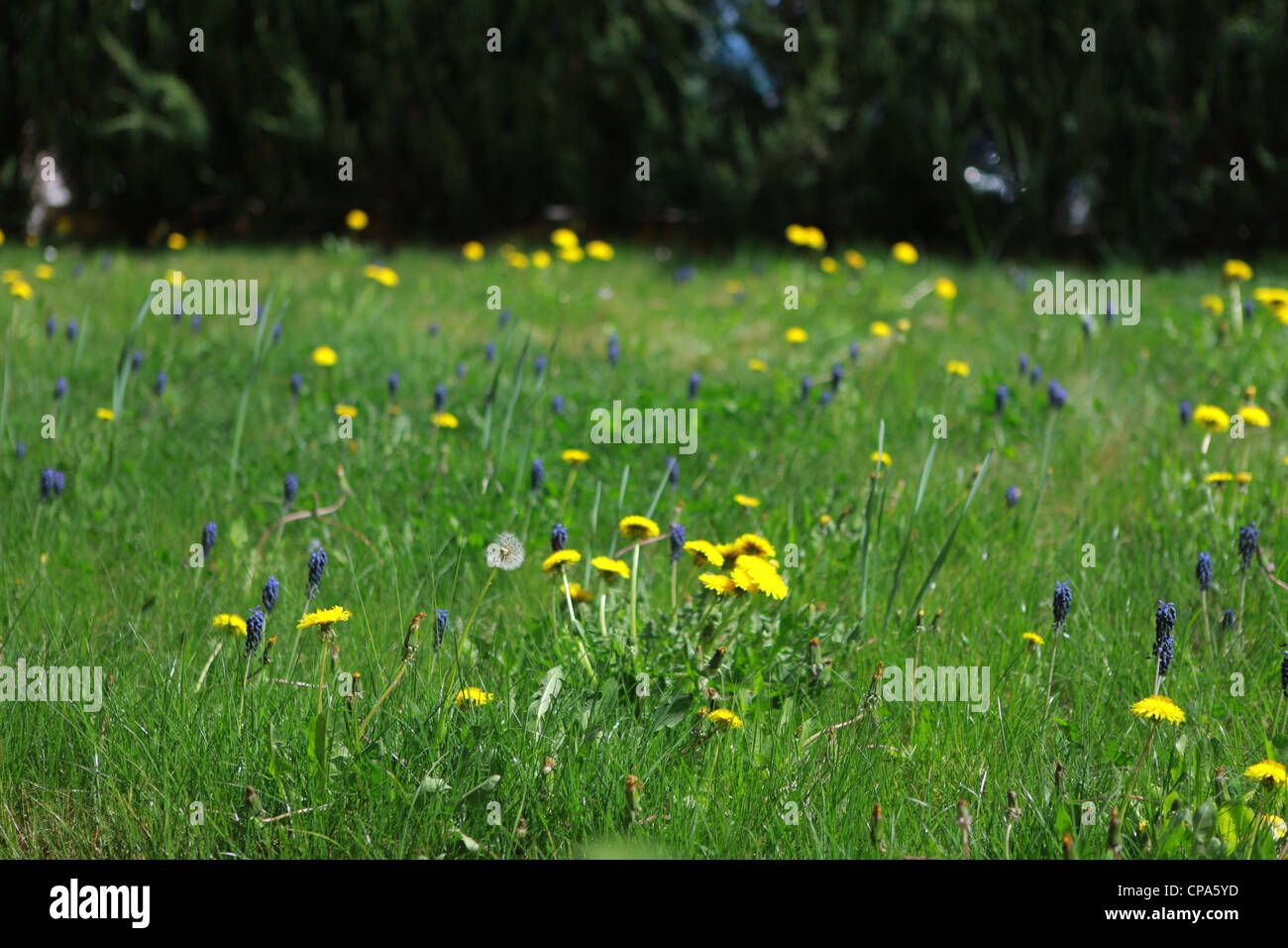 Flowering Meadow with dandalions Stock Photo