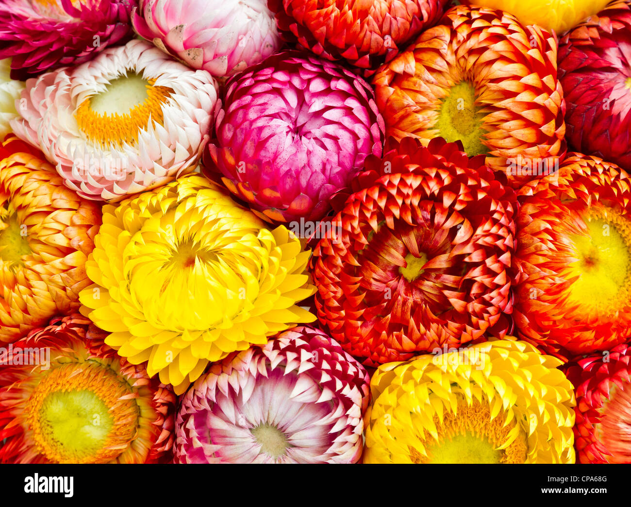 Everlasting or strawflowers background Stock Photo