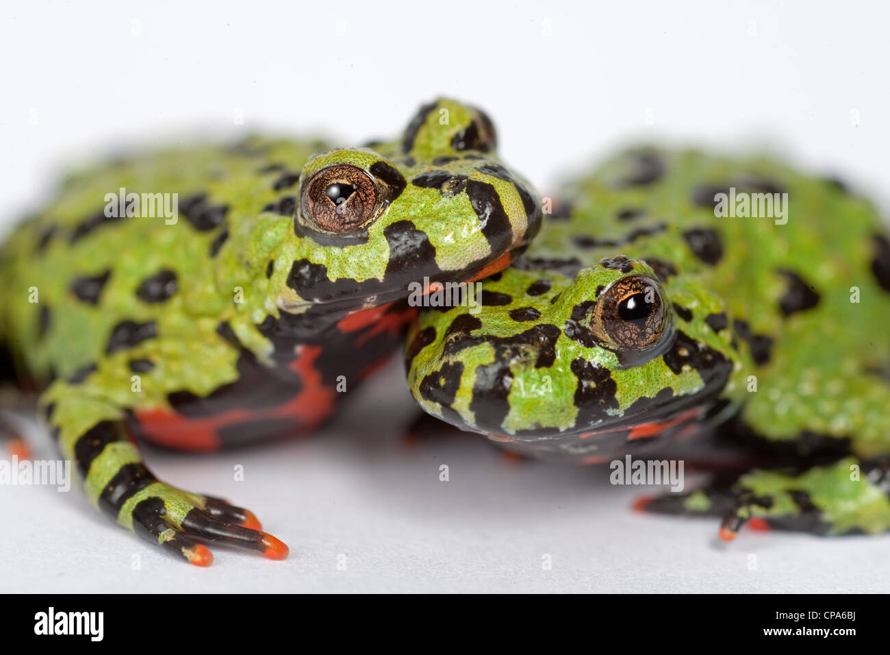 Fire Belly Toads Bombina orientalis pair Stock Photo