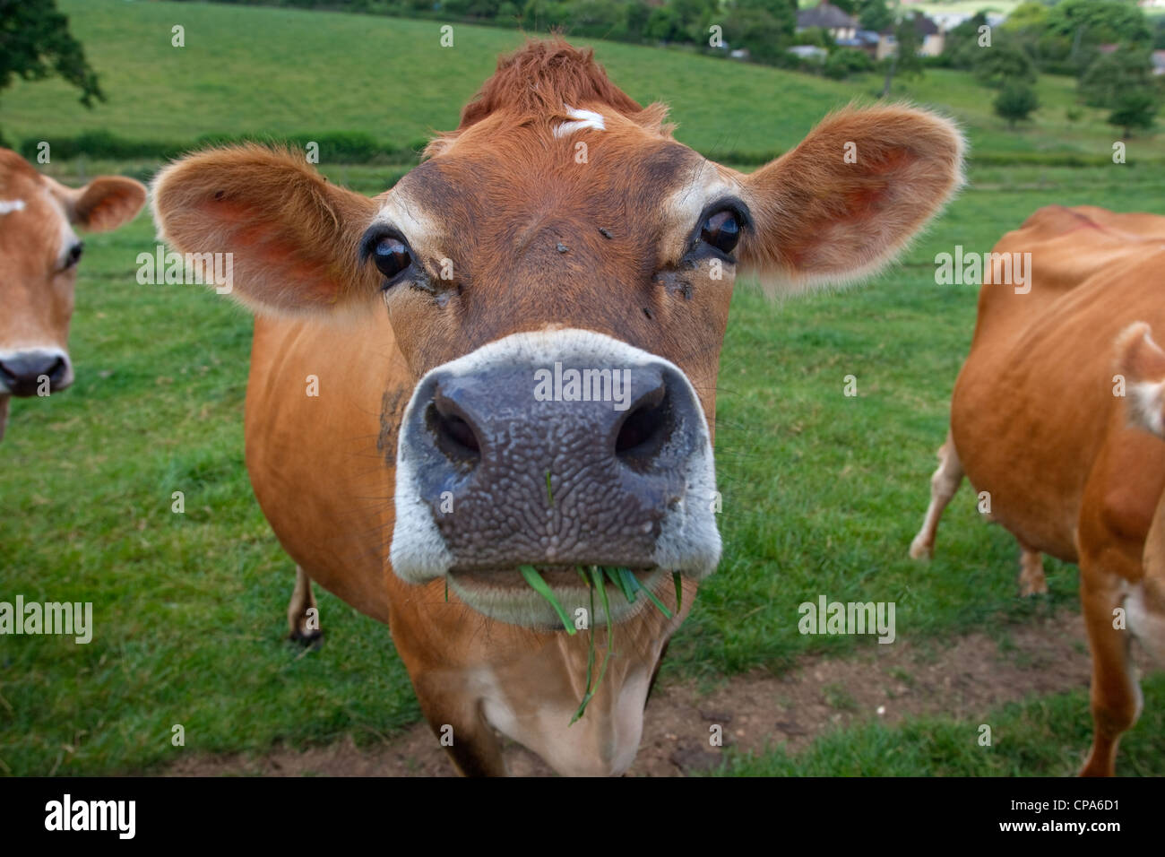Jersey Cow looking in Summer Pastures Stock Photo - Alamy
