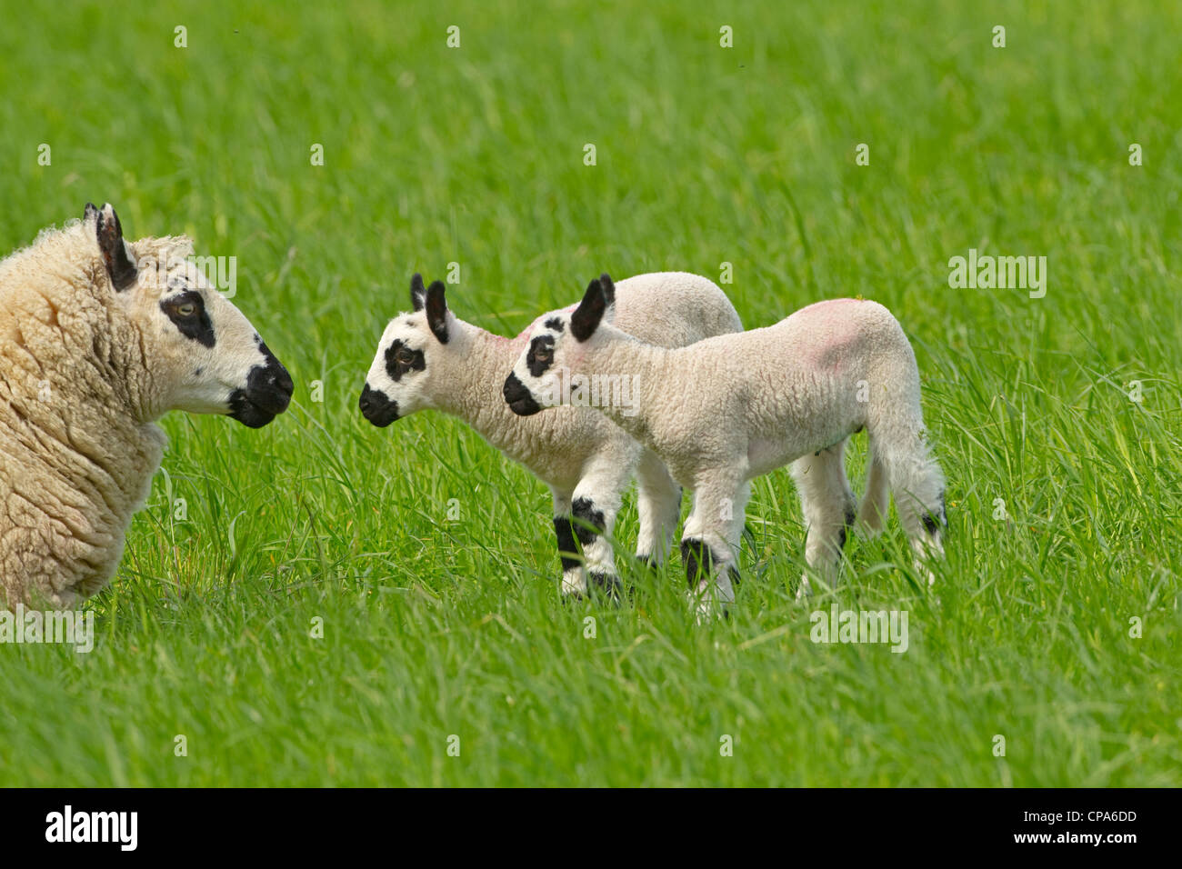 Kerry Hill Sheep flock showing ewes and lambs on Spring grass Stock Photo