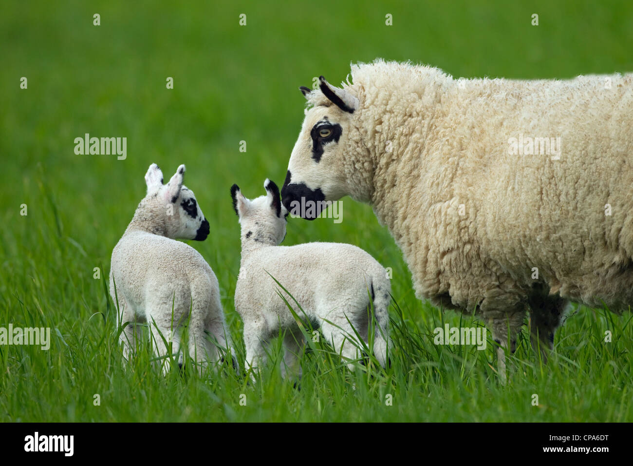 Kerry Hill Sheep flock showing ewes and lambs on Spring grass Stock Photo Alamy Kerry Hill Sheep flock showing ewes and lambs on Spring grass Stock Photo Alamy
