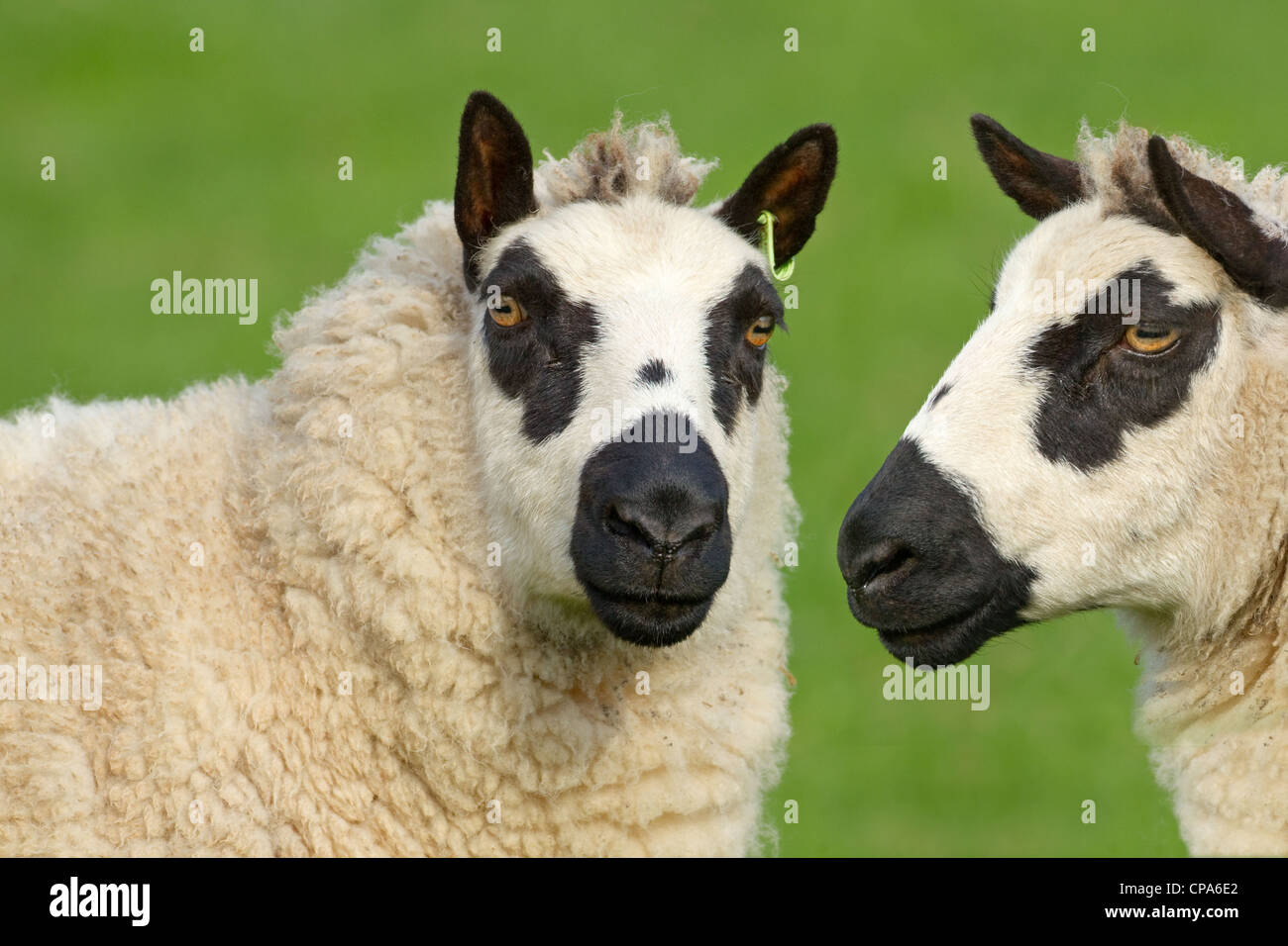 Kerry Hill Sheep flock two ewes Stock Photo Alamy Kerry Hill Sheep flock two ewes Stock Photo Alamy