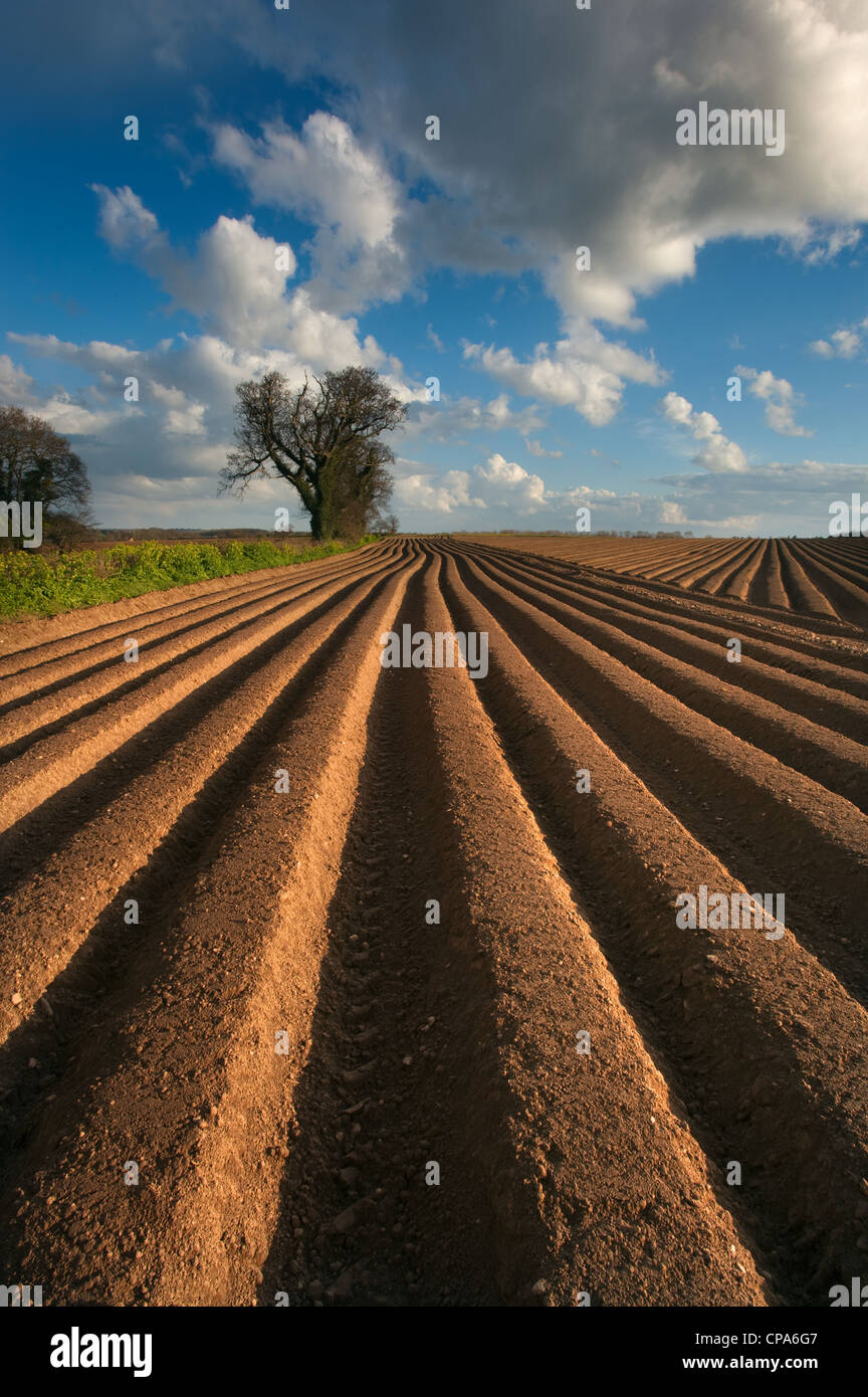 Newly planted potato field at Sidestrand Norfolk Stock Photo