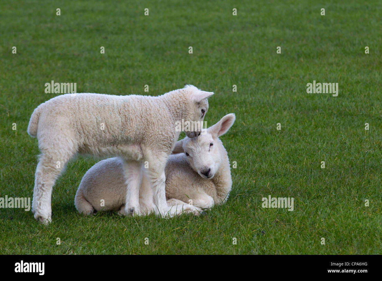 Baby lambs playing hires stock photography and images Alamy