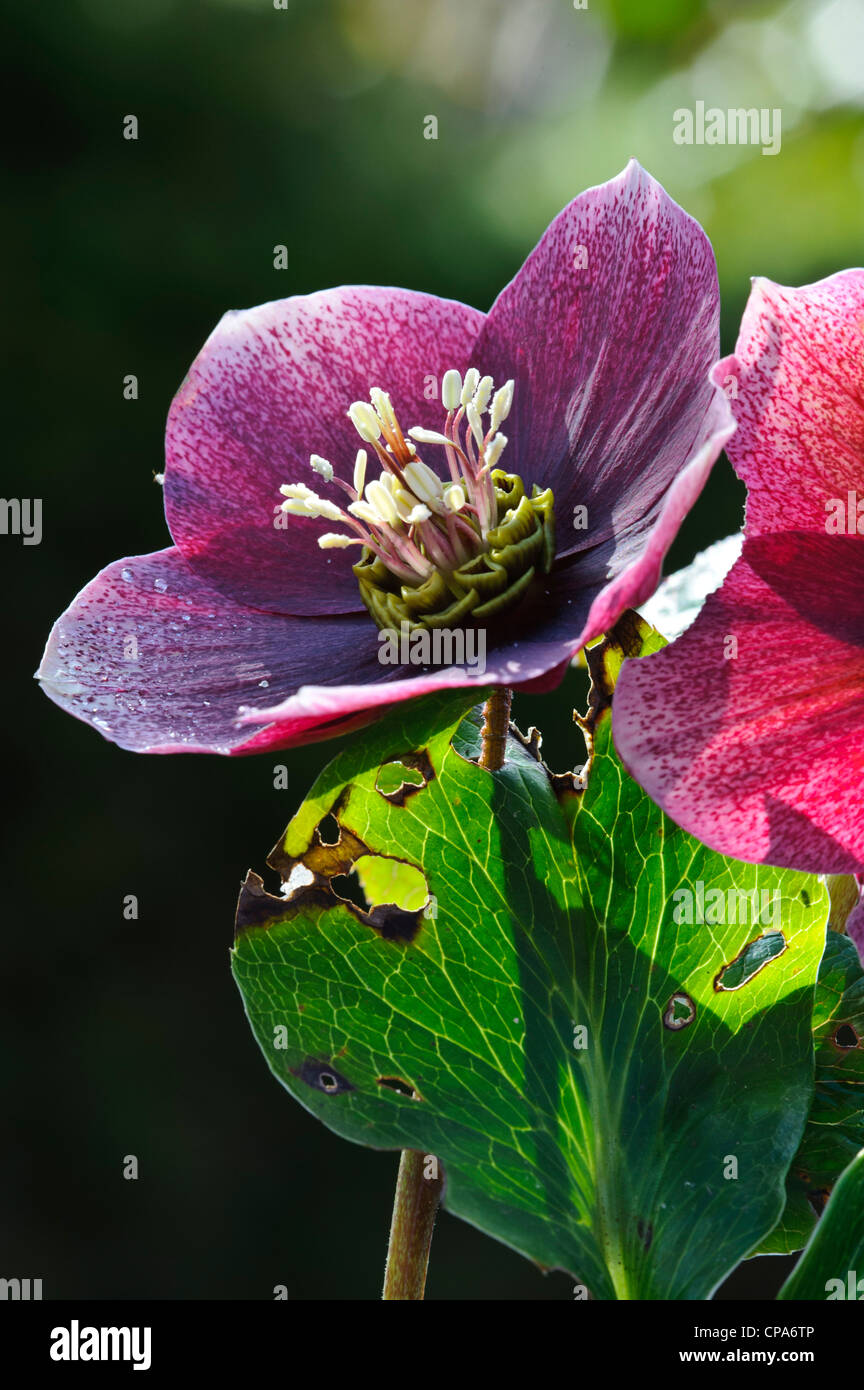 Lenten (Christmas) Rose (Helleborus orientalis) Stock Photo
