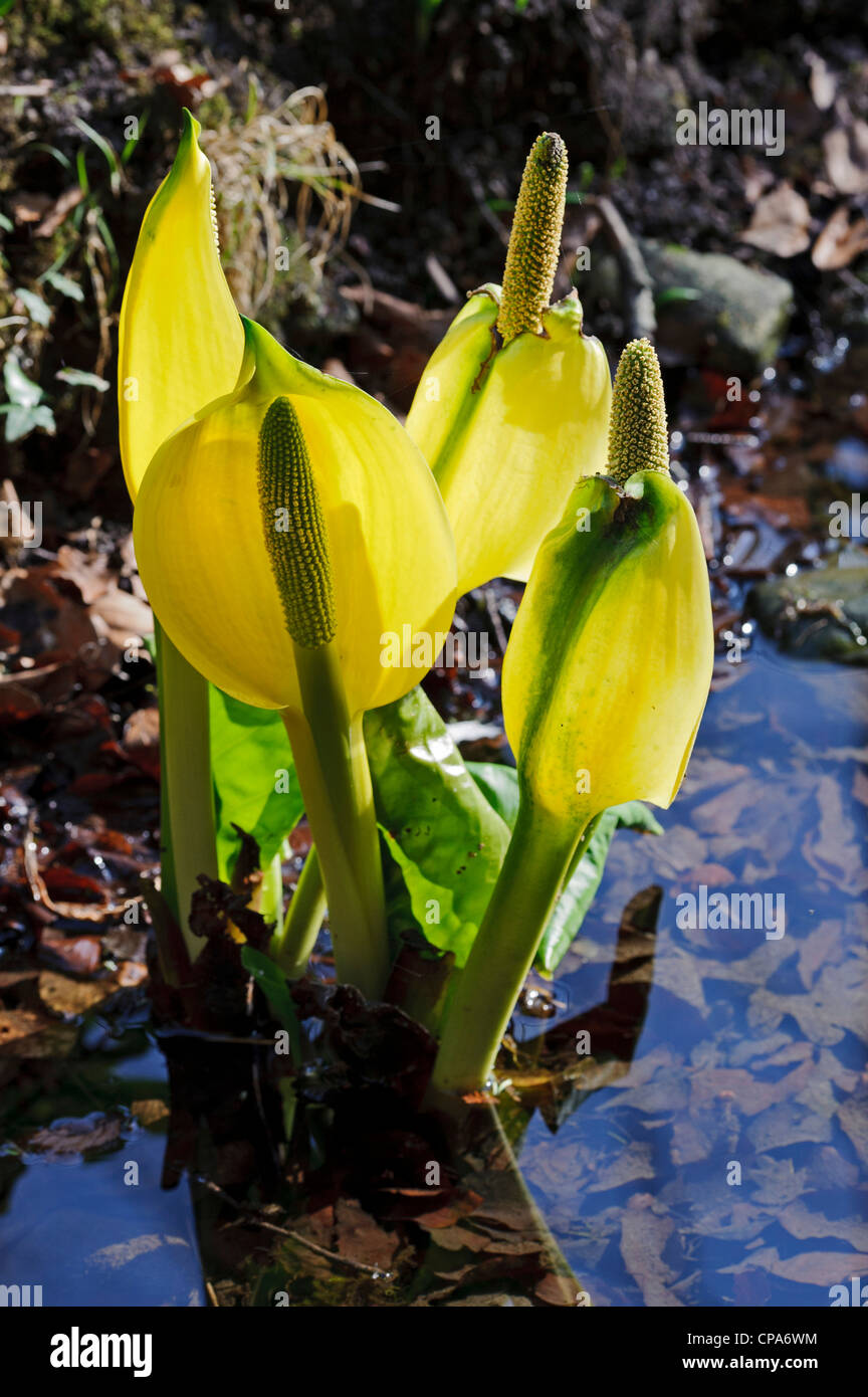 American Skunk-cabbage (Lysichiton americanus Stock Photo - Alamy