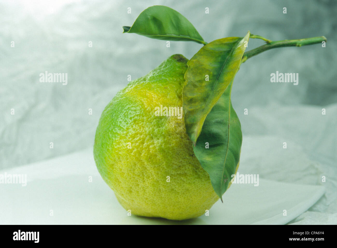 Cedrat Lemon Stock Photo
