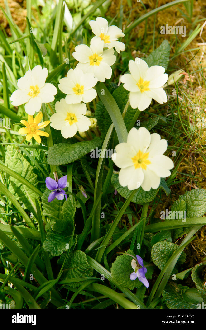 Primrose (Primula vulgaris), with Lesser Celandine & violet Stock Photo