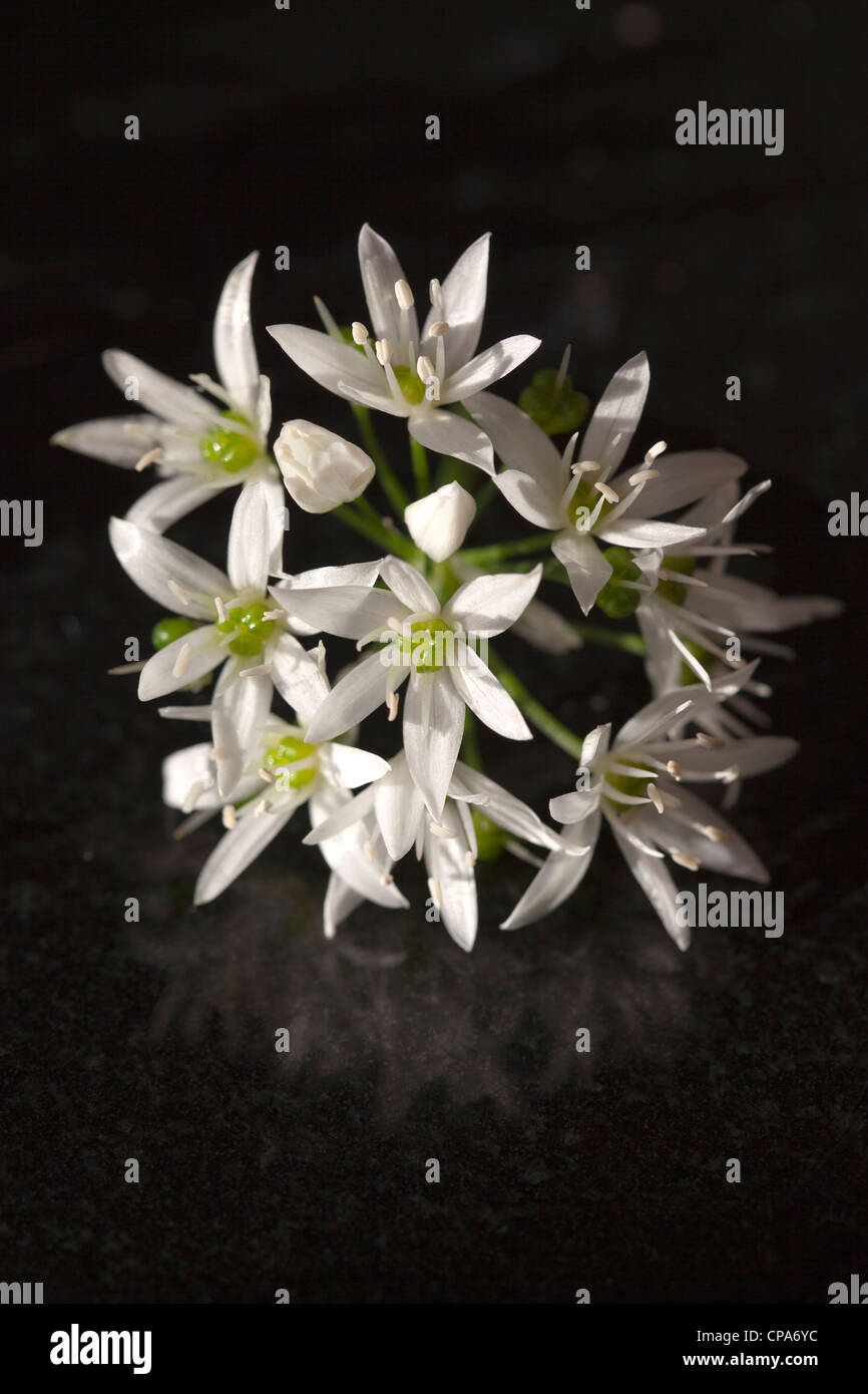Wild Garlic Flowers Stock Photo Alamy