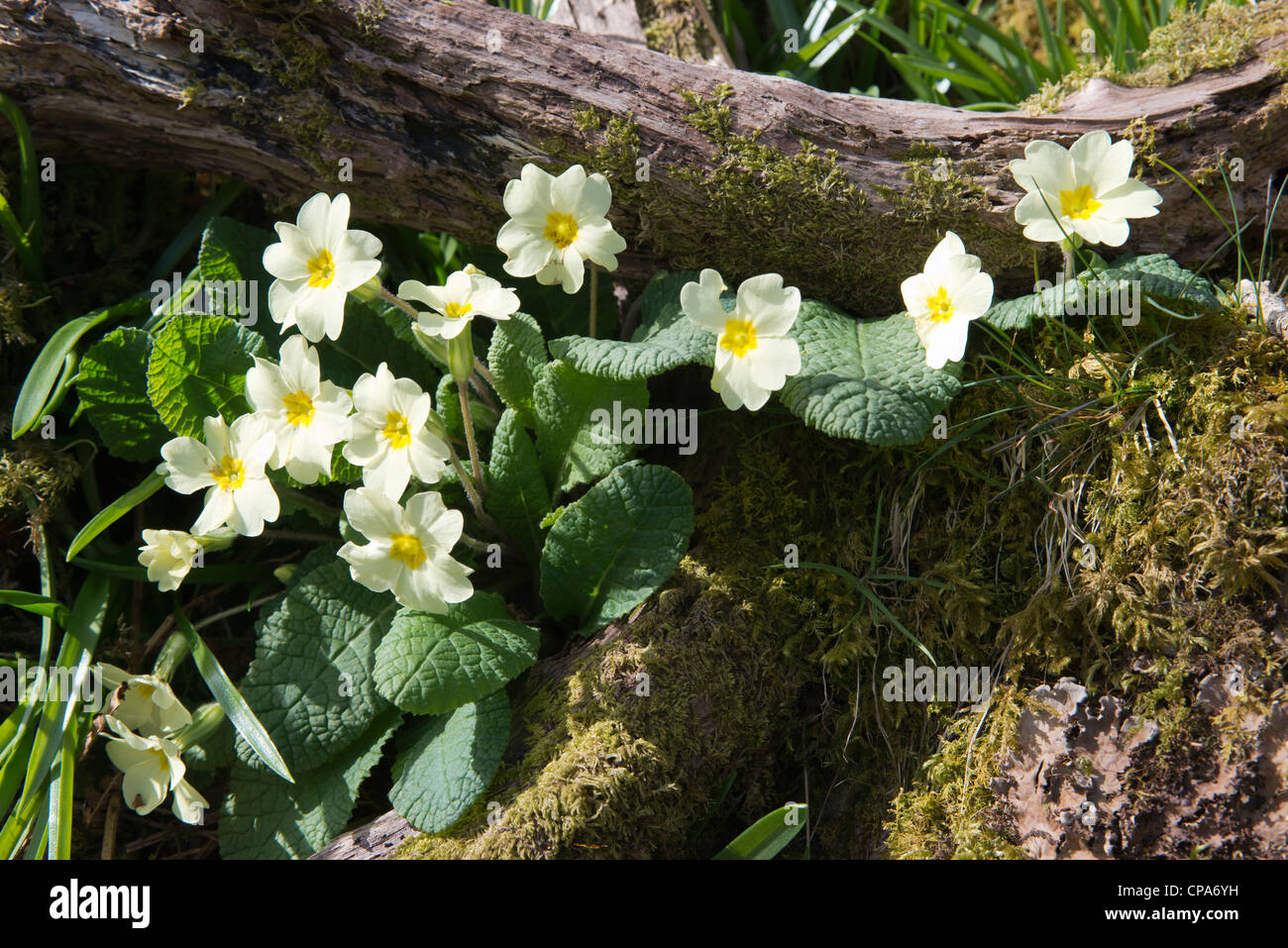 Primrose (Primula vulgaris) Stock Photo
