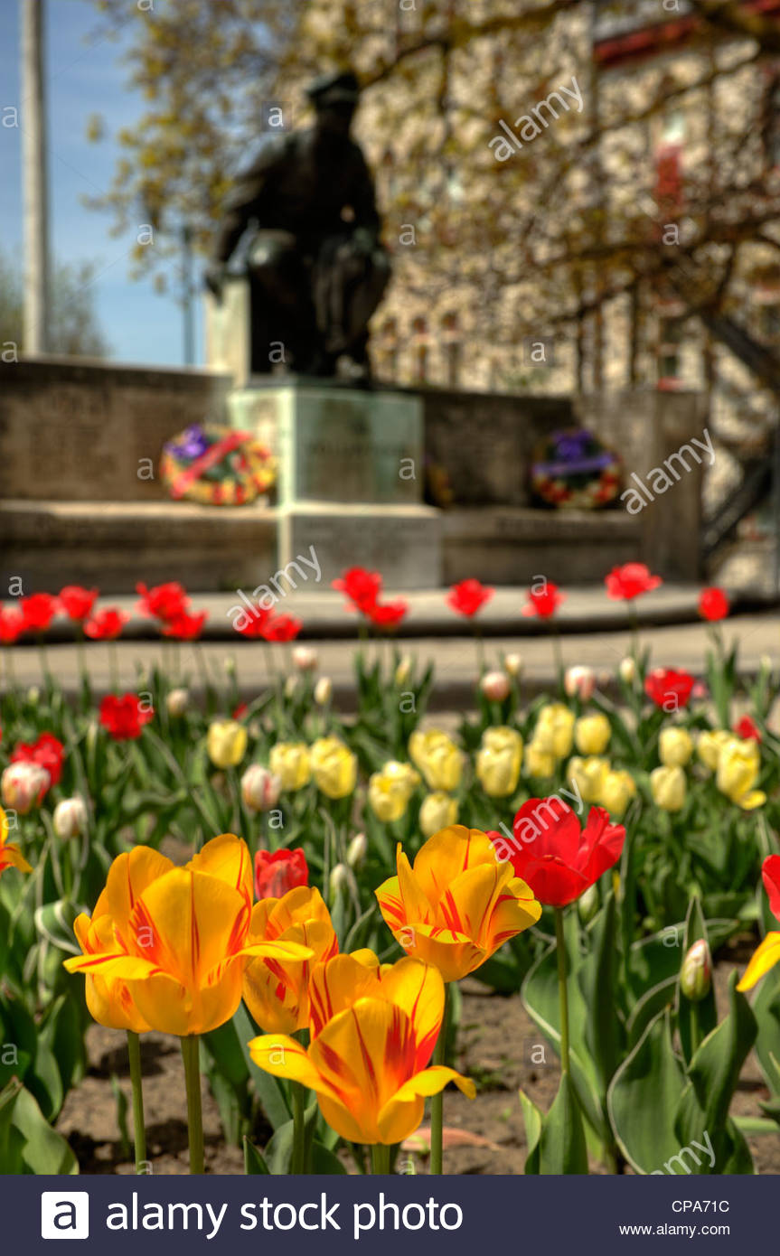 Tulips Ontario Canada Stock Photos Tulips Ontario Canada Stock