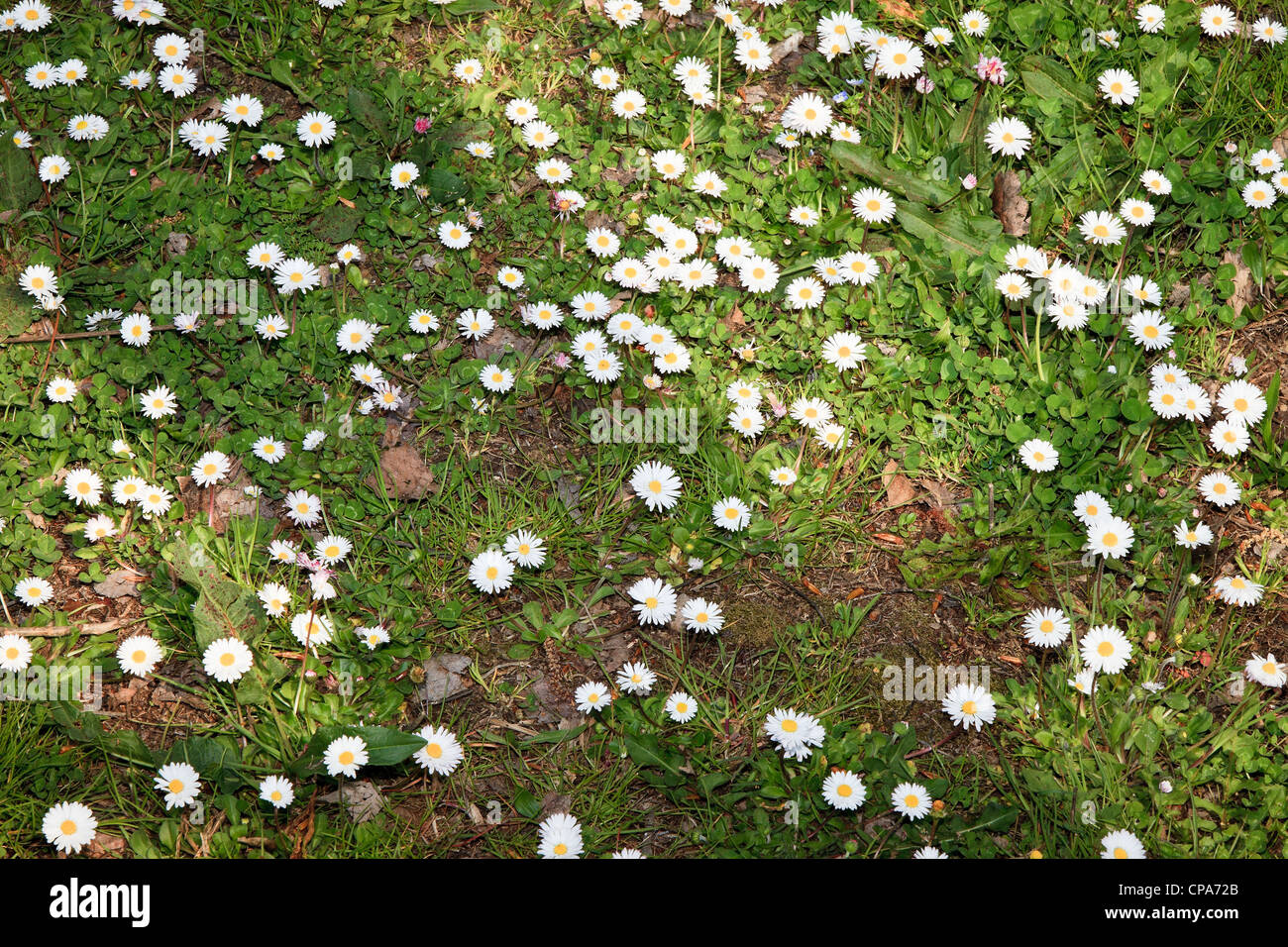 daisies wonderful Stock Photo