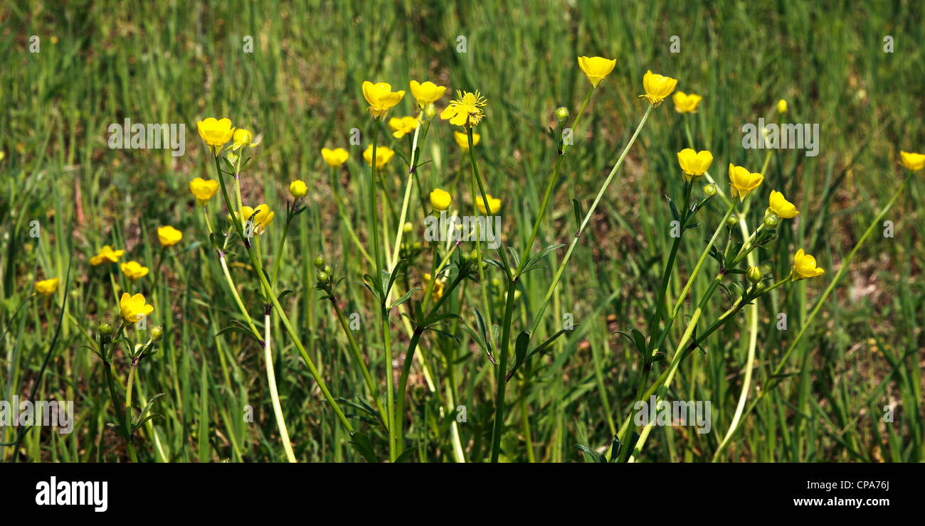 Spring yellow flowers Stock Photo