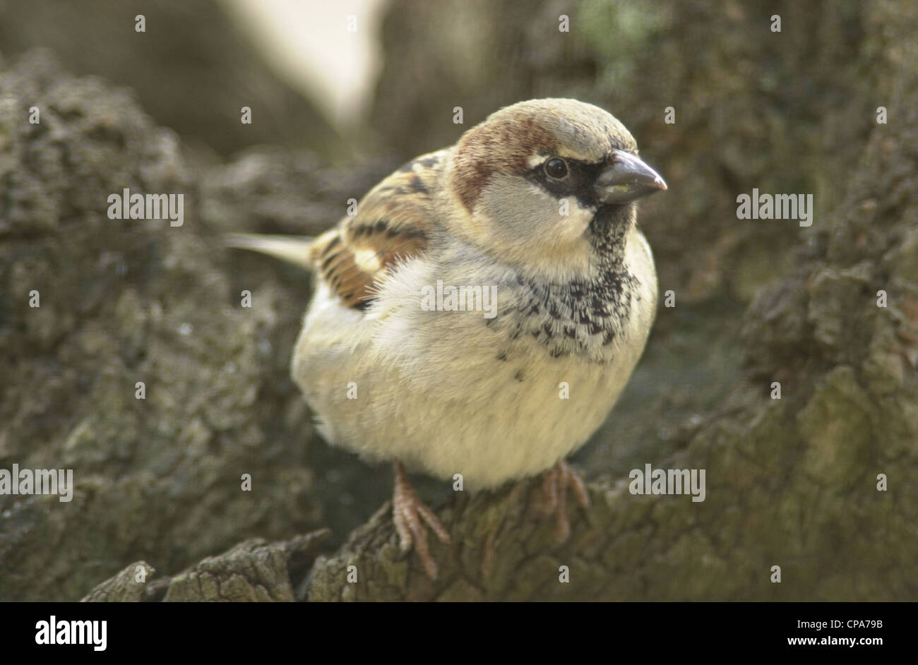 House sparrow (passer domesticus) UK garden bird male Stock Photo