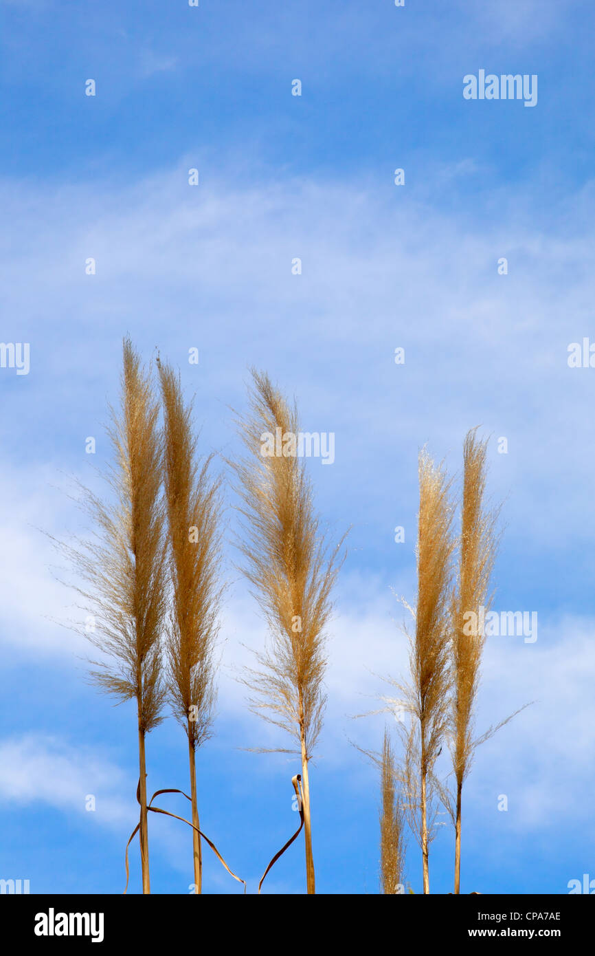 Blue plumes hires stock photography and images Alamy