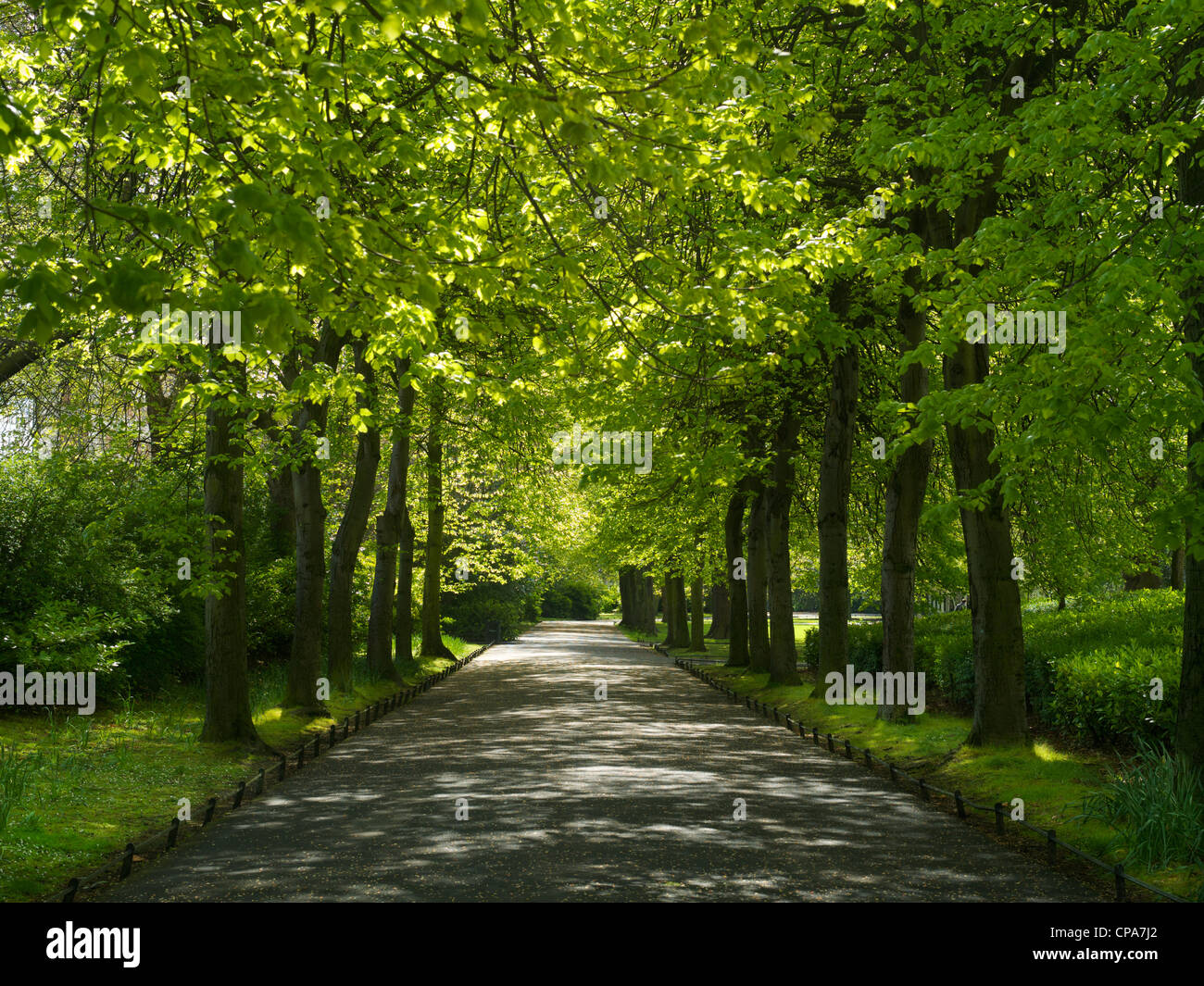 Tree lined path Stephens Green Stock Photo