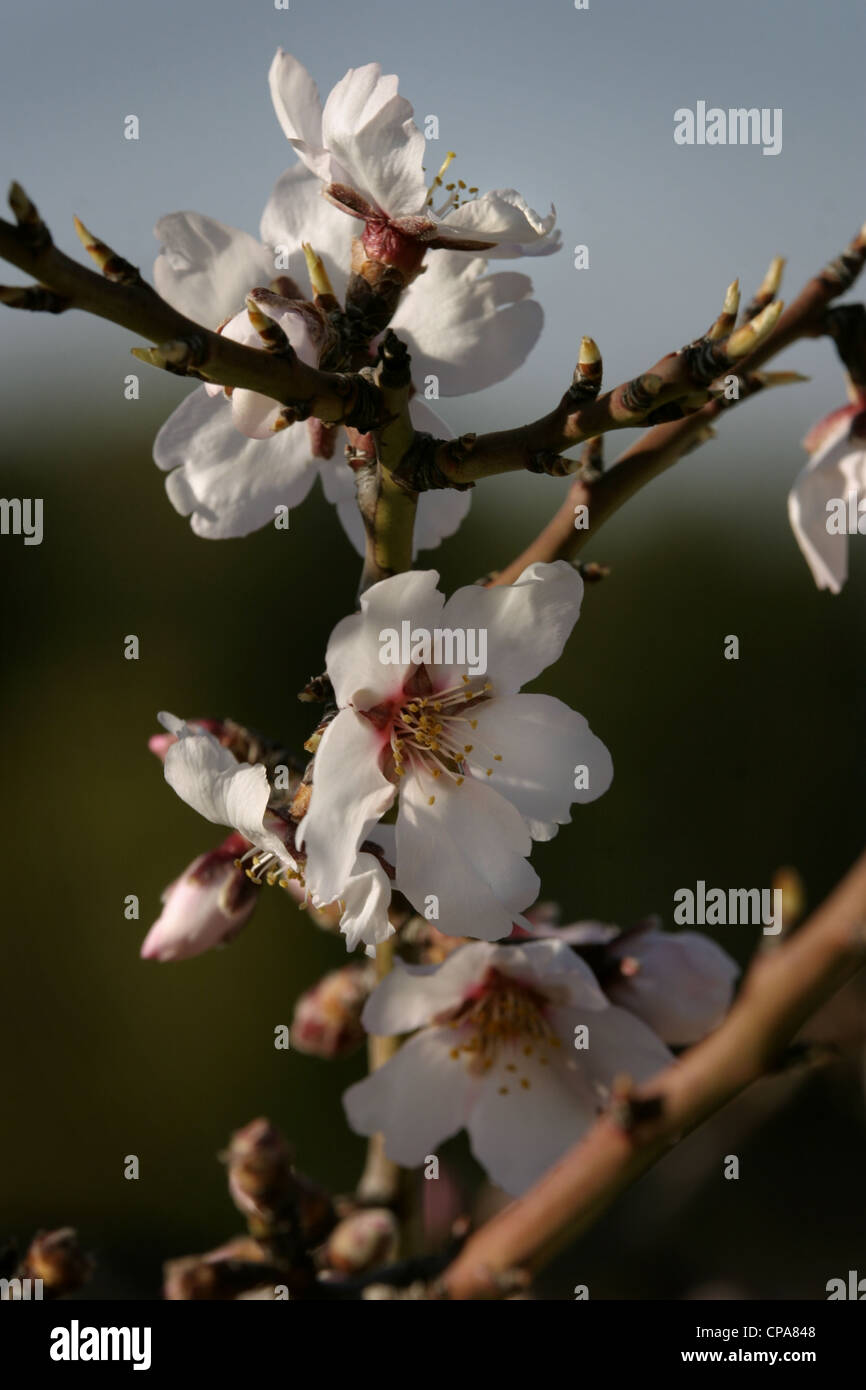 Picture: Steve Race - Llargueta almond tree (Prunus dulcis) blossom, Catalunya, Spain. Stock Photo