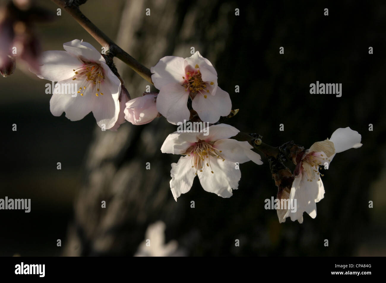 Picture: Steve Race - Mollar almond tree (Prunus dulcis) blossom, Catalunya, Spain. Stock Photo