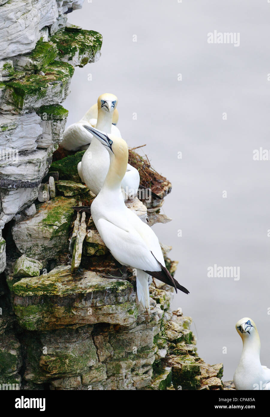 Gannet group on the rocks at Bempton Stock Photo