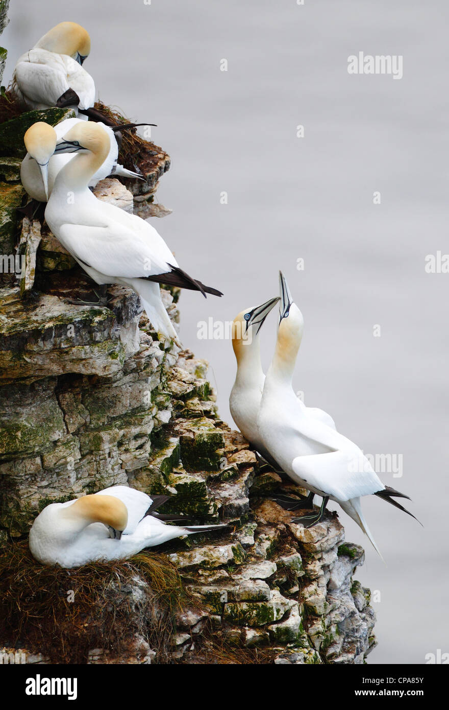Gannet pair greeting each other at Bempton RSPB Stock Photo