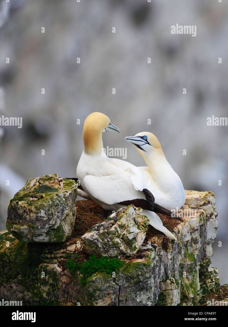 Gannet pair at Bempton Cliffs Stock Photo