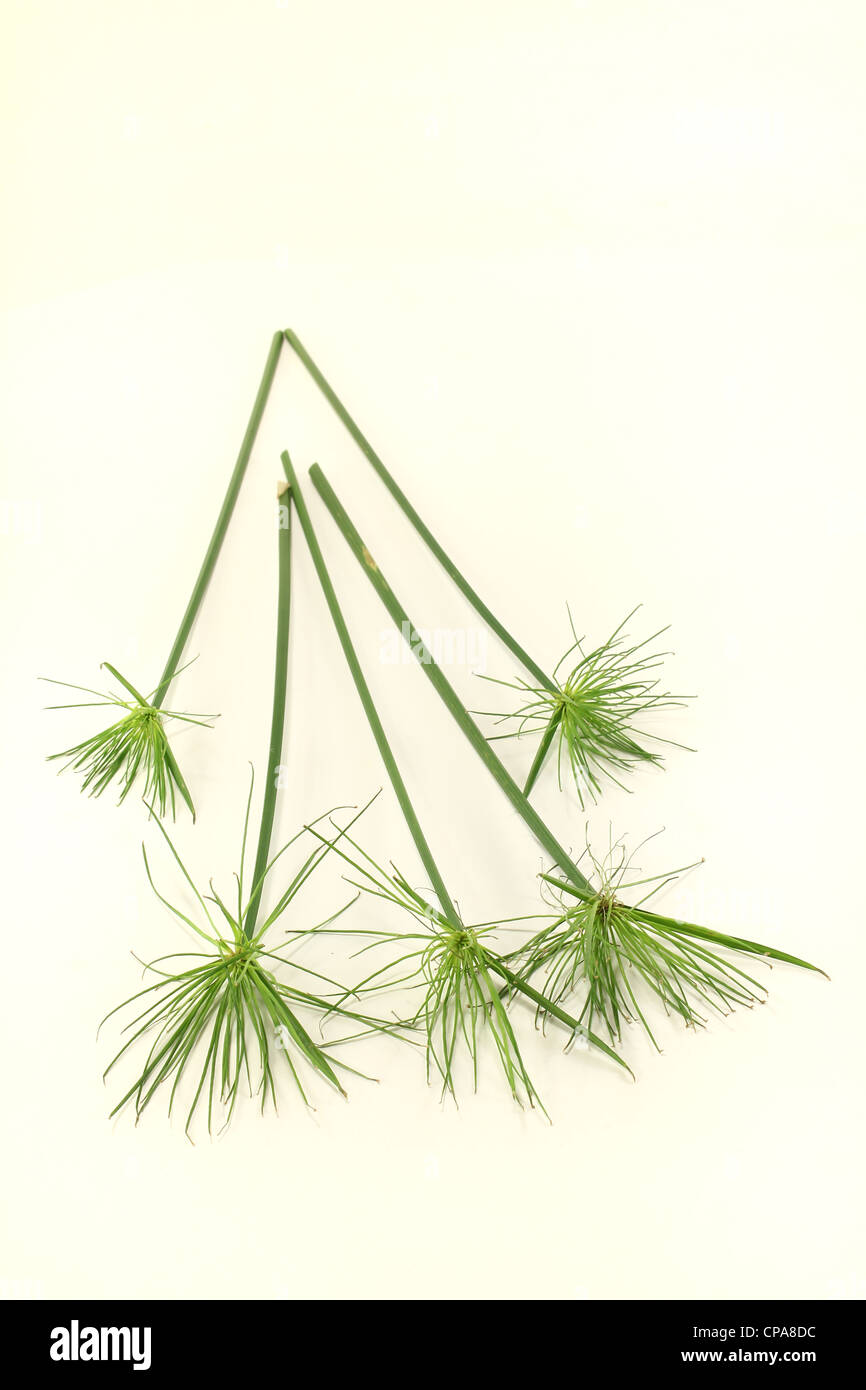 five green papyrus stems on a light background Stock Photo