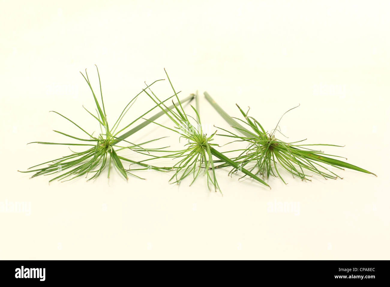 fresh green papyrus plants on a light background Stock Photo