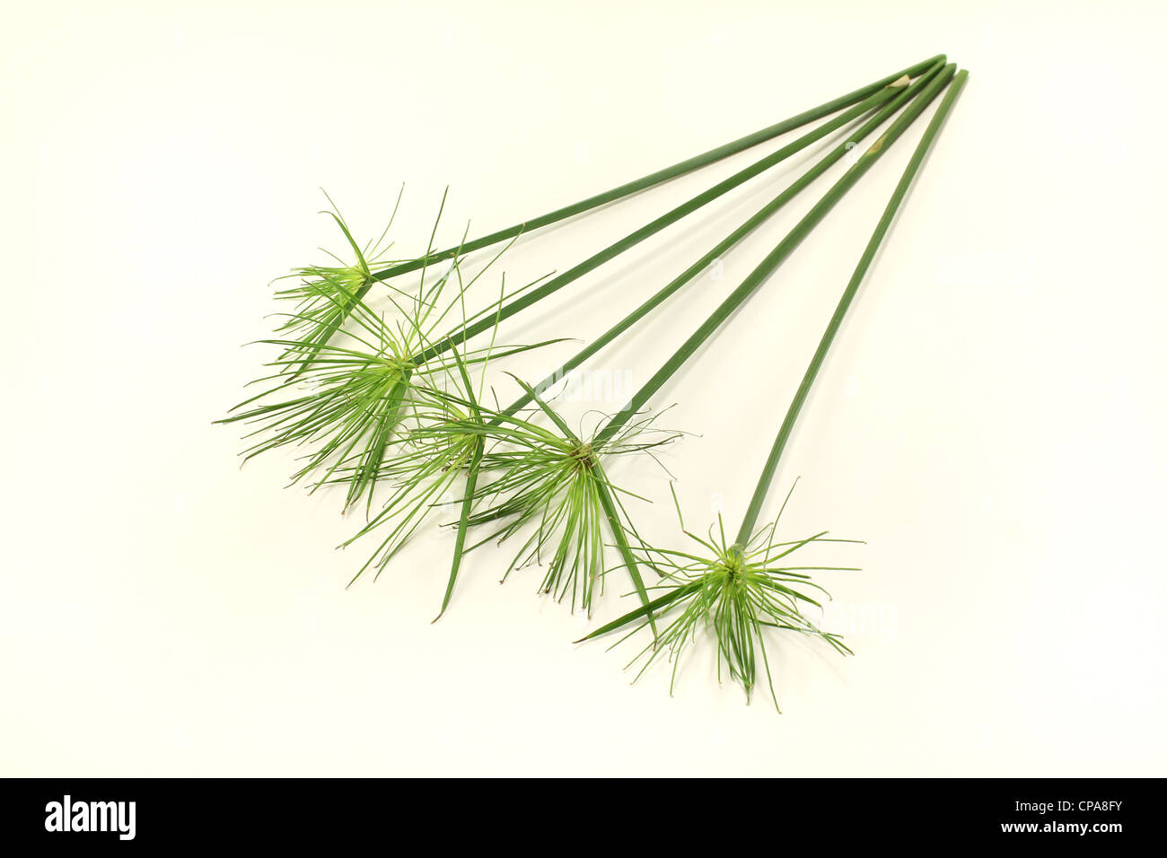 five fresh green stems papyrus plants on a light background Stock Photo
