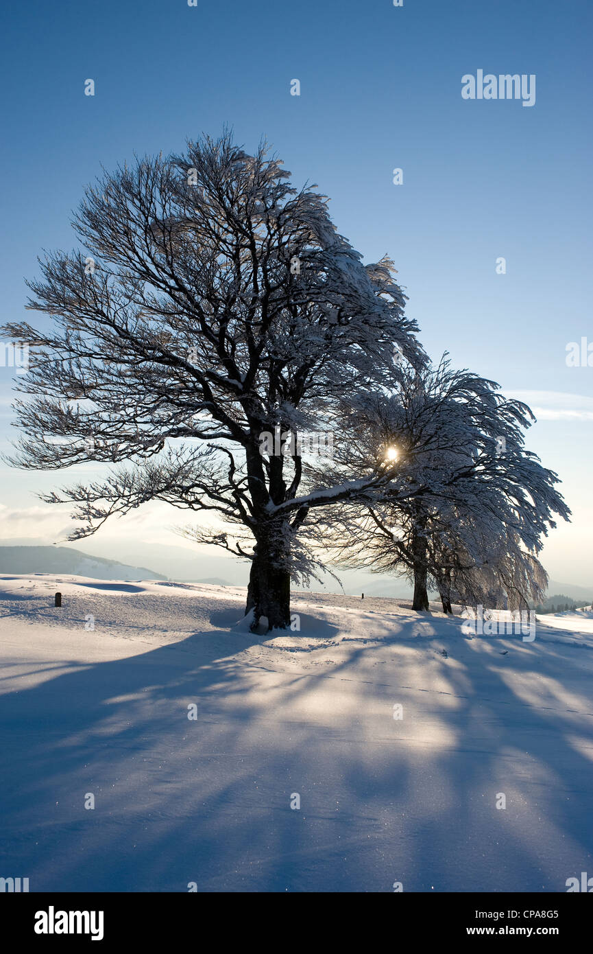 Winter on the Schauinsland mountain, Freiburg, Germany Stock Photo