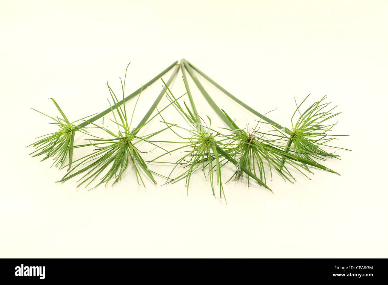 five fresh green papyrus stems on a light background Stock Photo