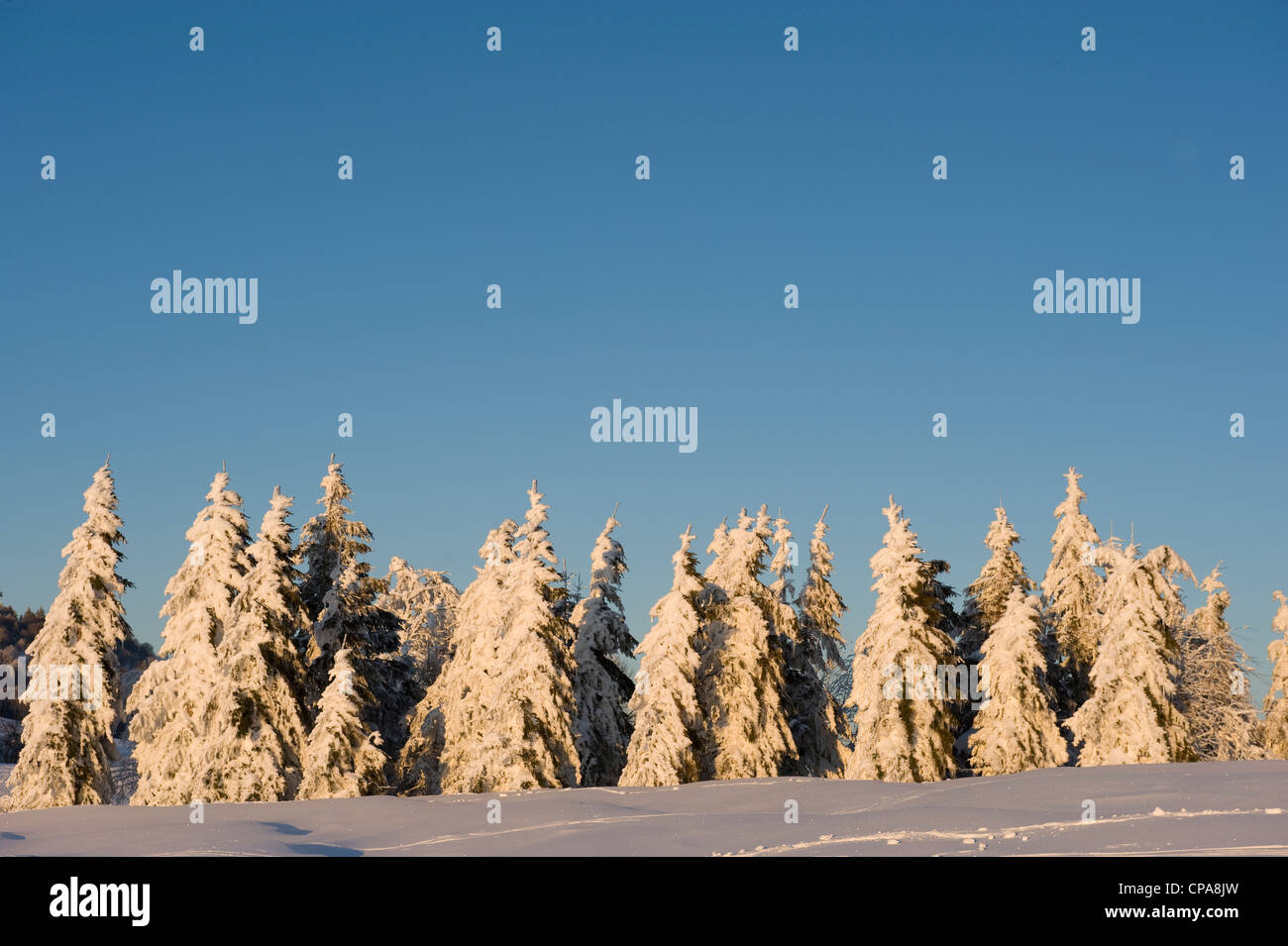 Winter on the Schauinsland mountain, Freiburg, Germany Stock Photo