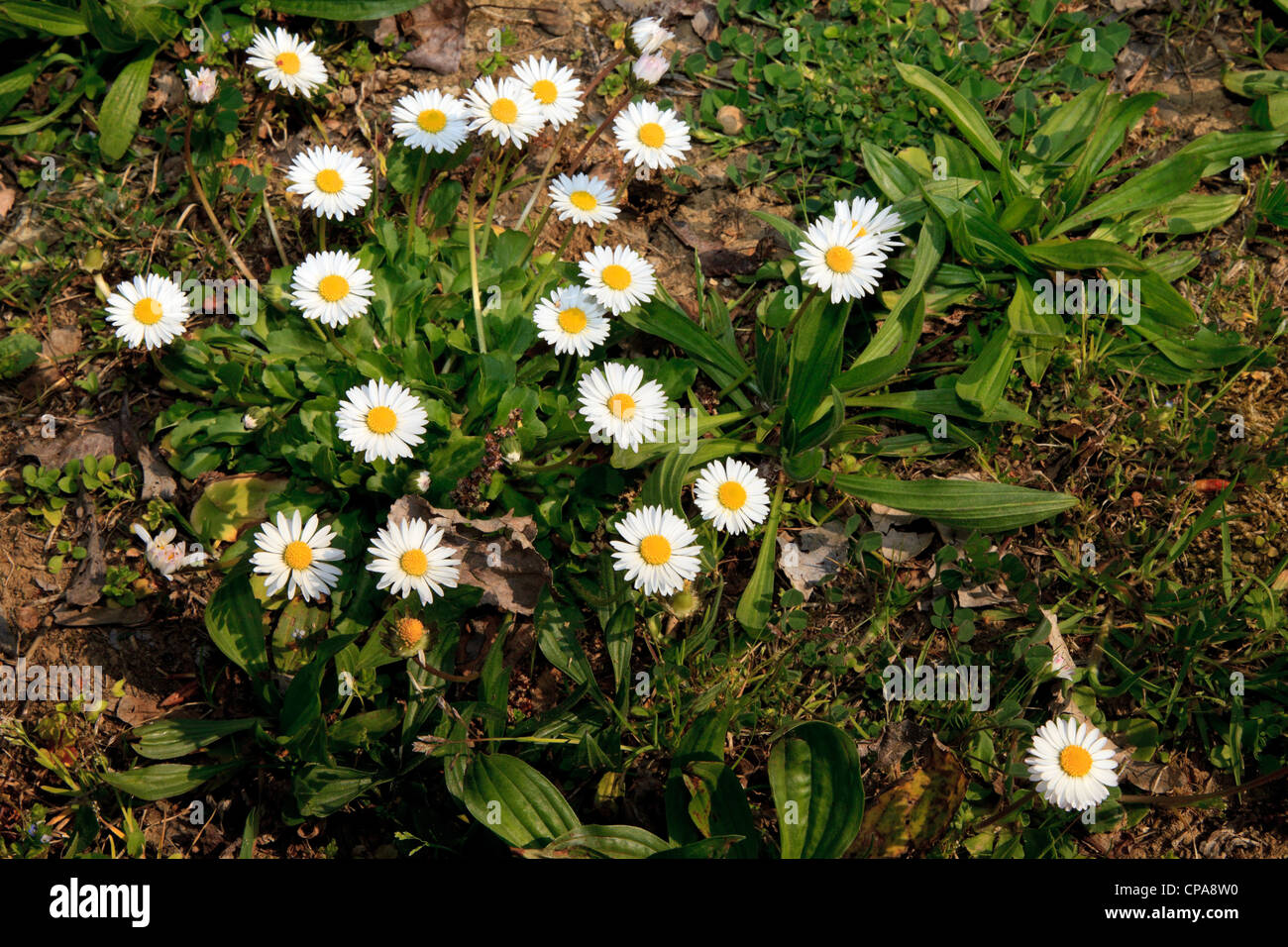 Daisies in Bloom Stock Photo