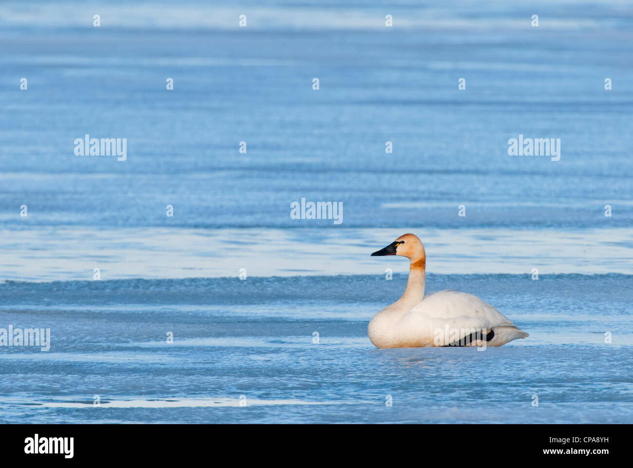 A Tundra Swan (Cygnus columbianus) waits for more ice to thaw as she migrates to her northern nesting grounds, Central Montana Stock Photo