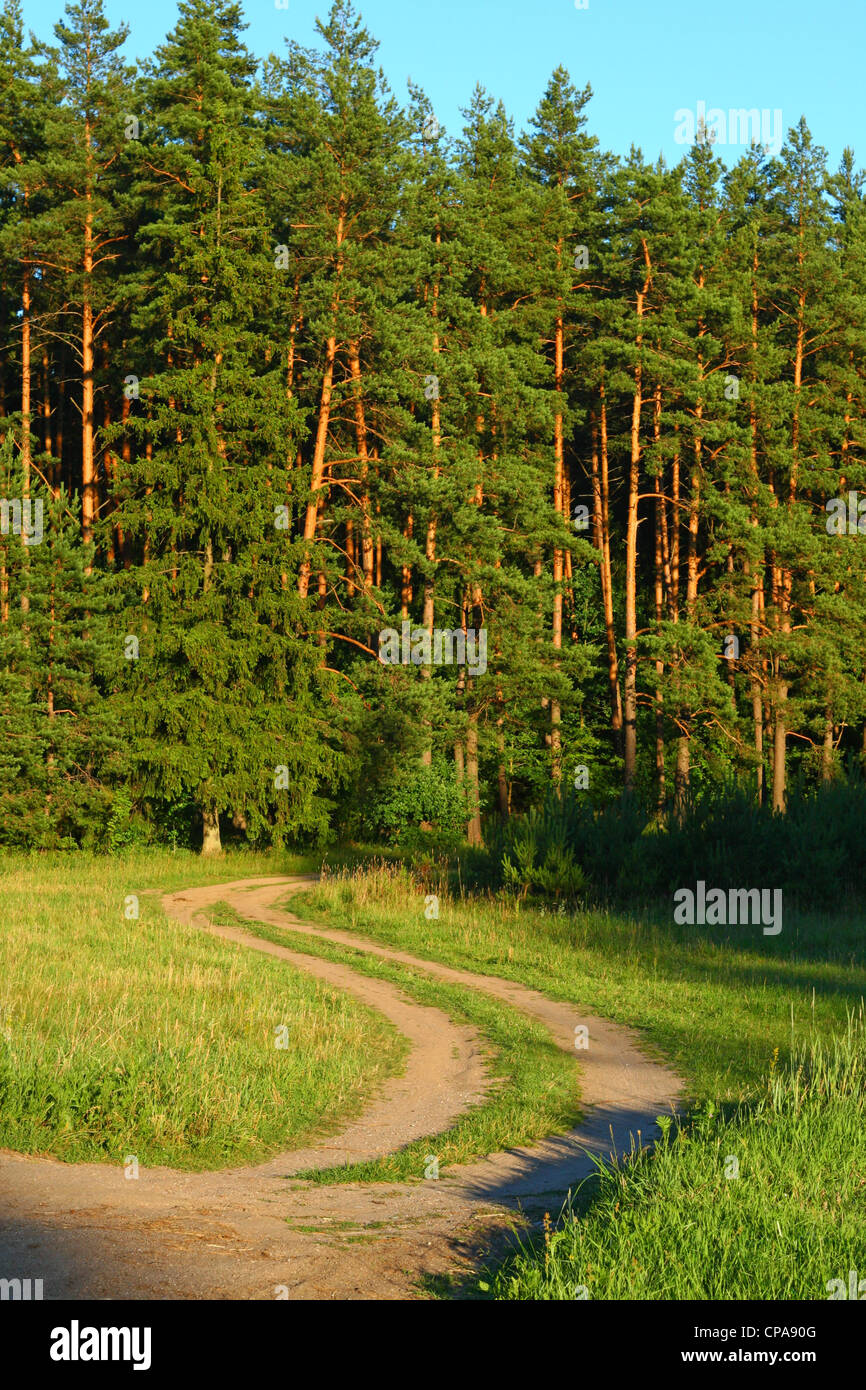 Green grass sand road forest hi-res stock photography and images - Alamy