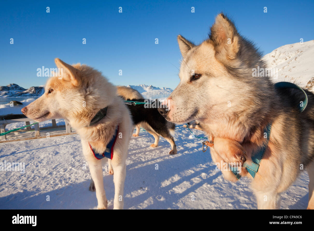 Husky dogs in Greenland Stock Photo