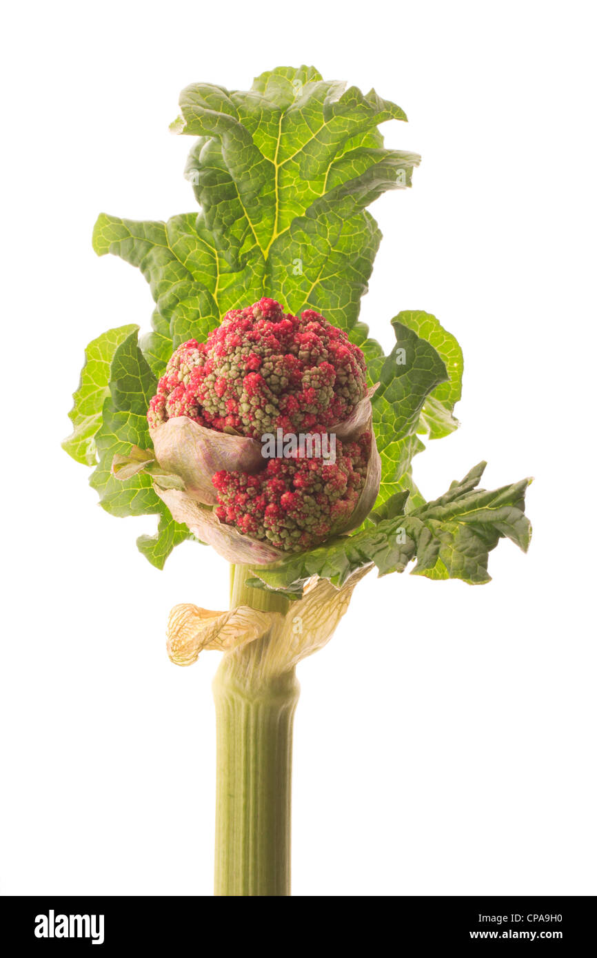Bud of rhubarb (Rheum X hybridum ). Stock Photo