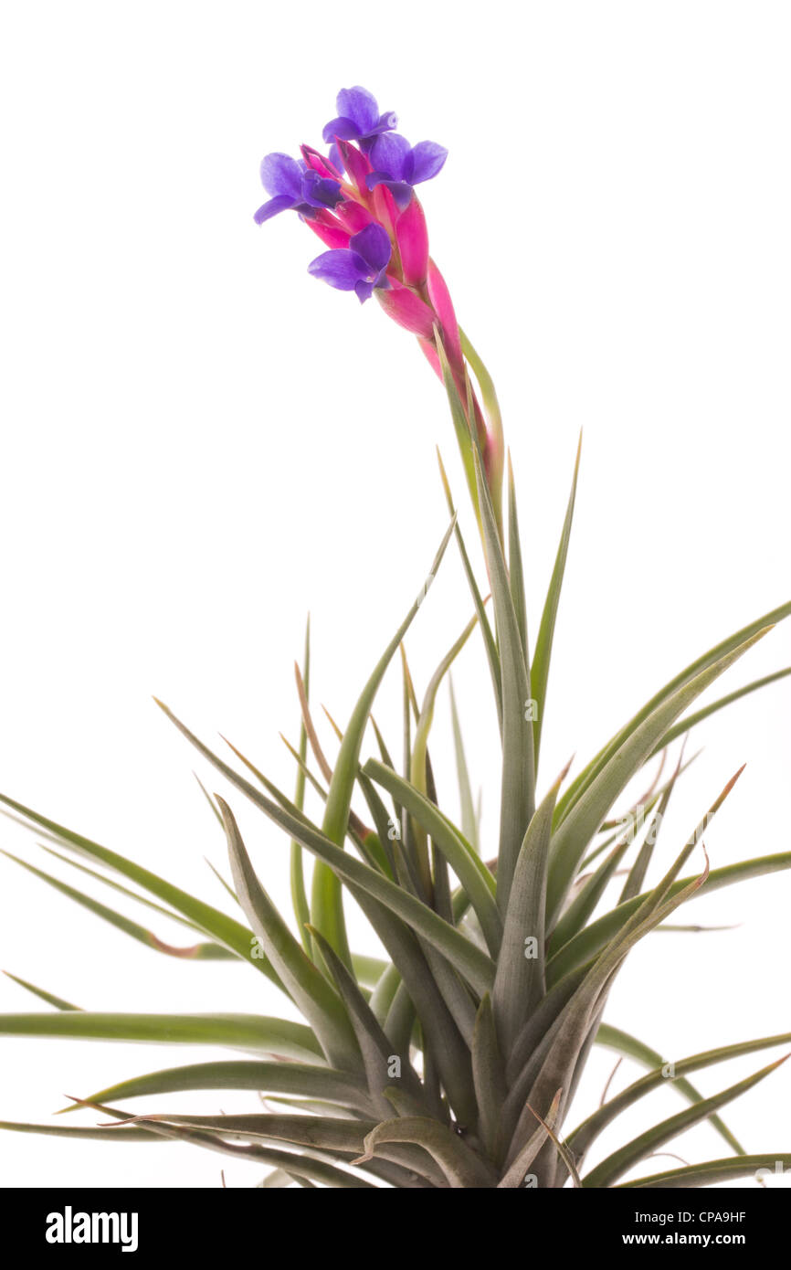 Tillandsia tillandsia aeranthos hi-res stock photography and images - Alamy