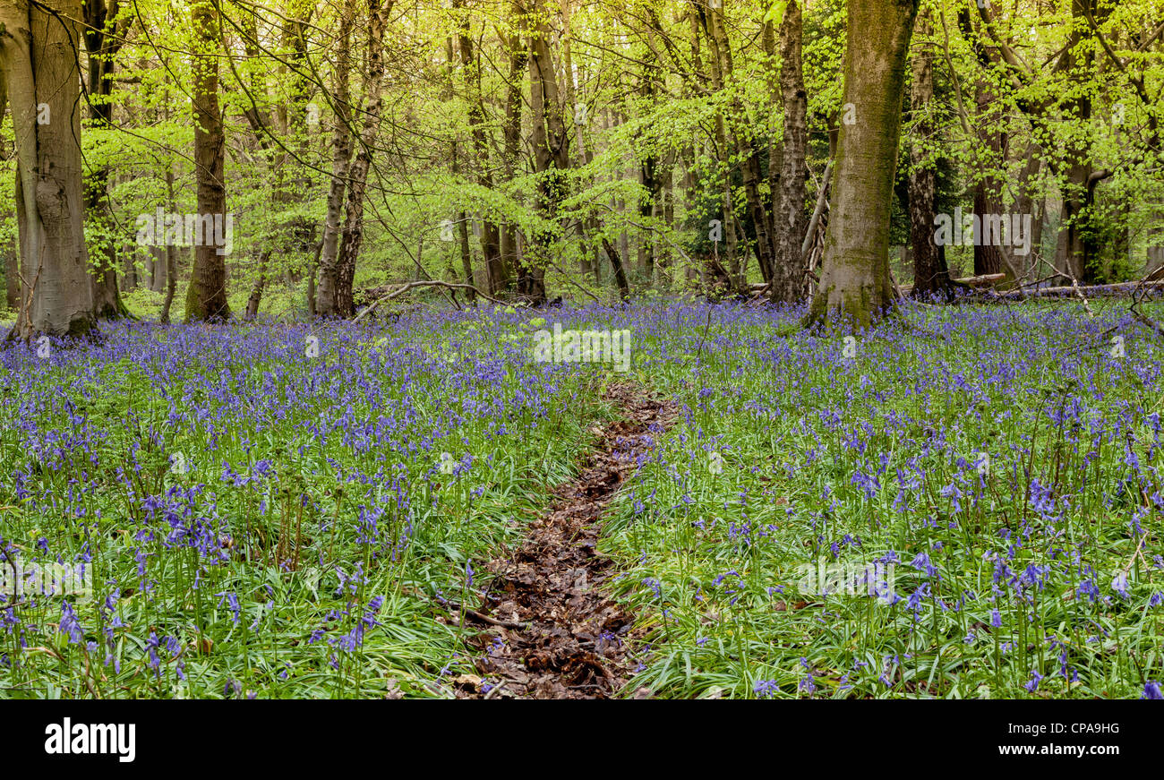 Bluebells (Hyacinthoides non-scripta) in a wood in Surrey, England. Stock Photo